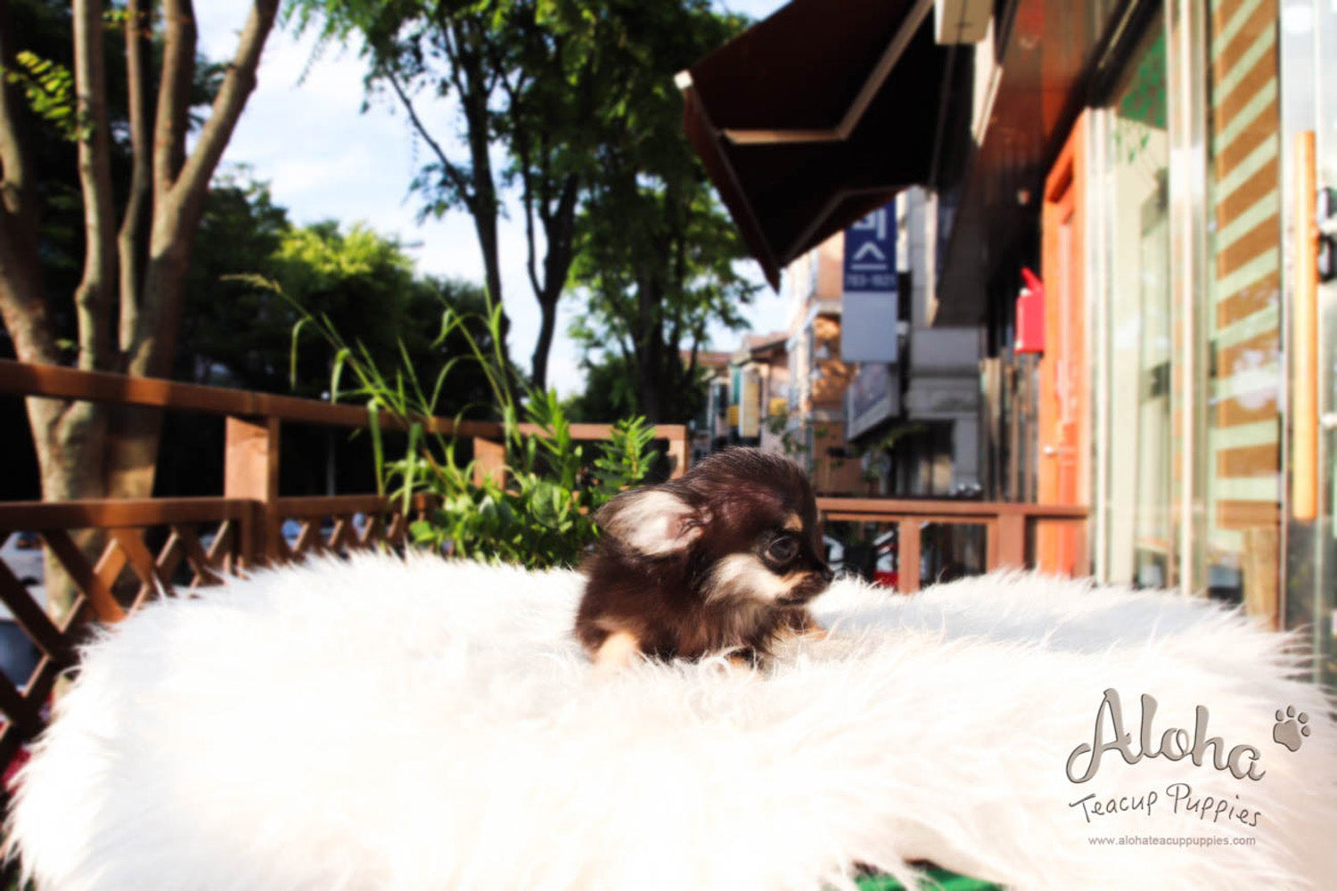 Aries - [Chihuahua]