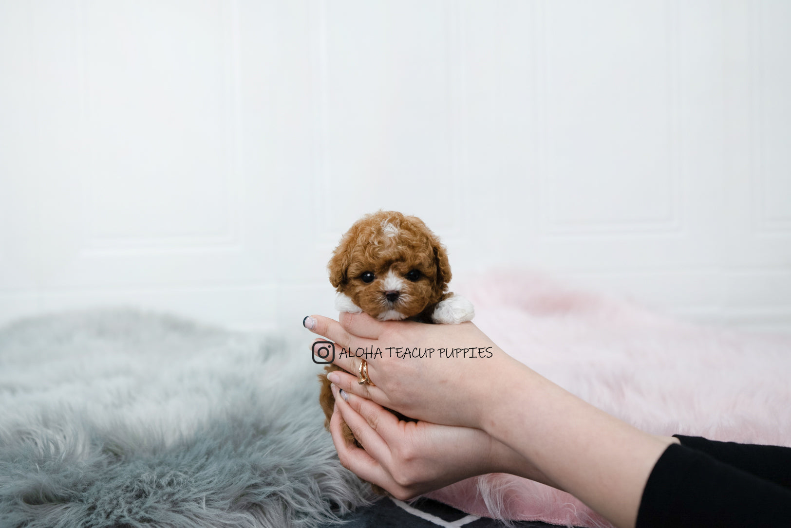 Dan [TEACUP MALTIPOO]
