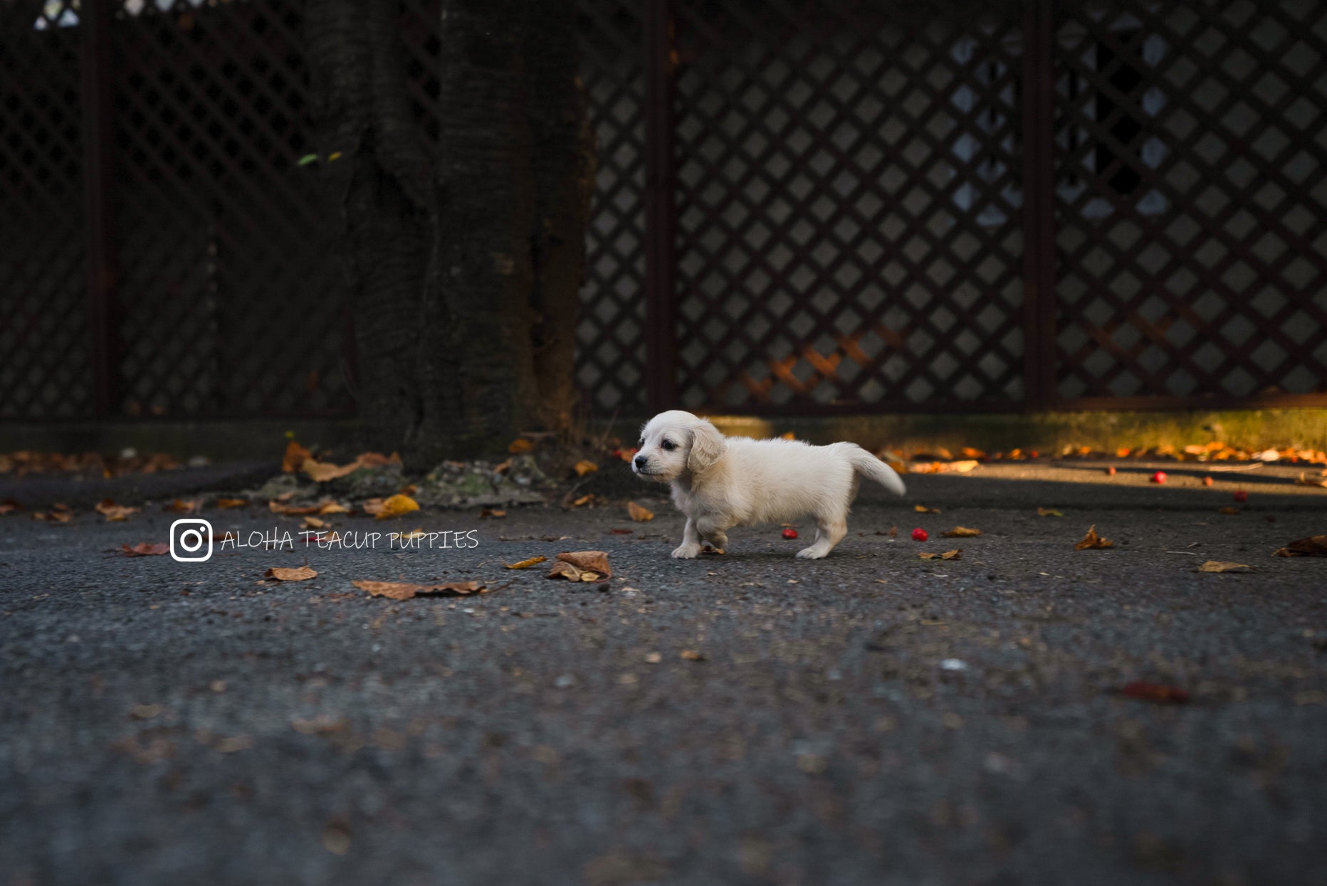 Lily [TEACUP DACHSHUND]