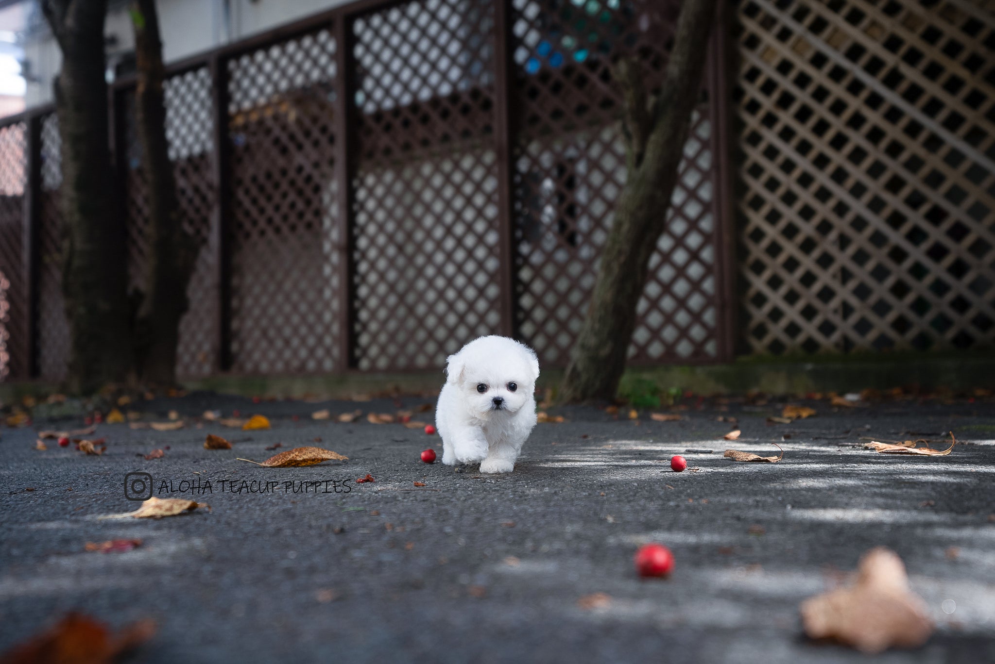 Otto [TEACUP Bichon]