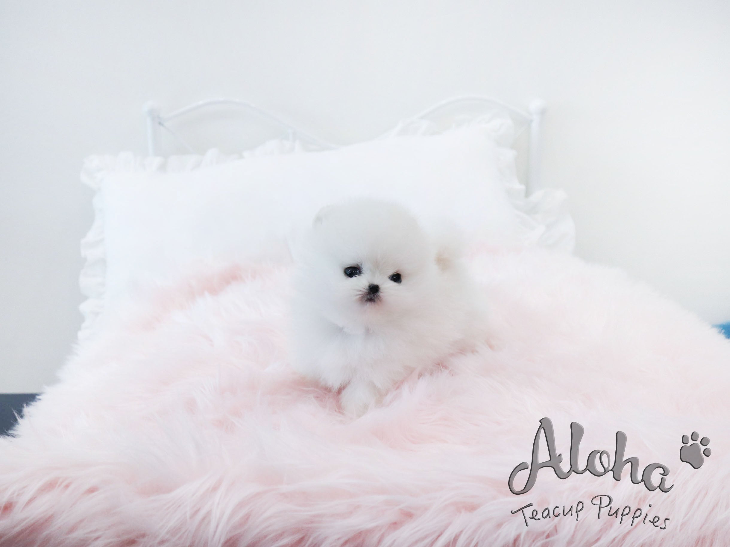 Mary [TEACUP POMERANIAN]