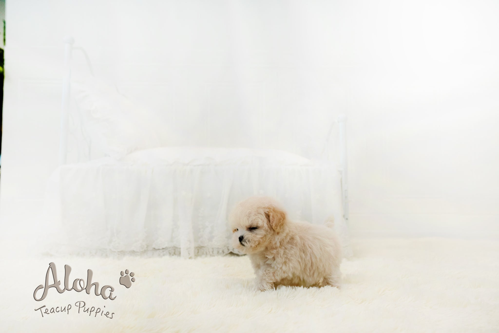 Lily [TEACUP MALTIPOO]