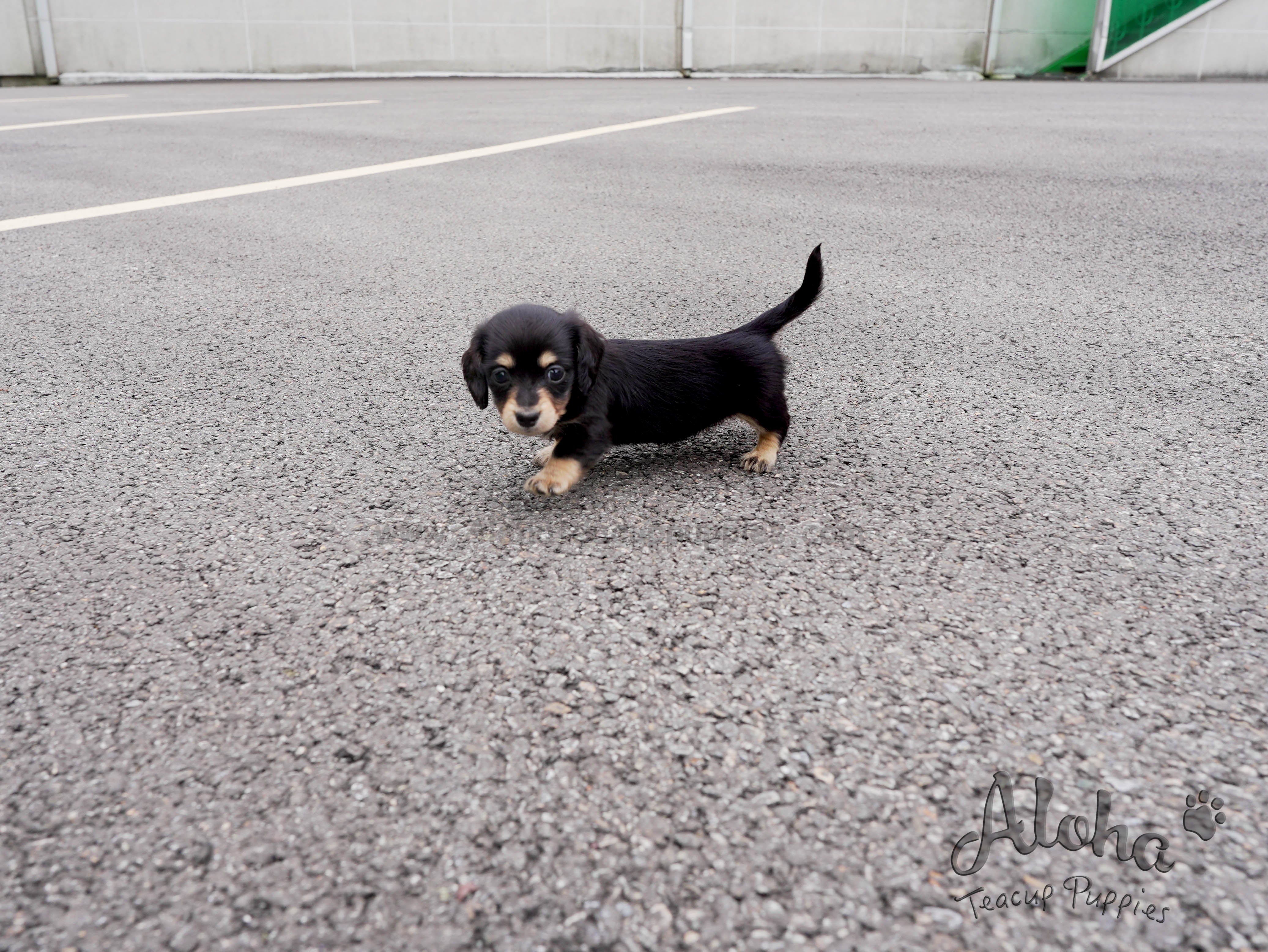 Isabella [TEACUP Dachshund]