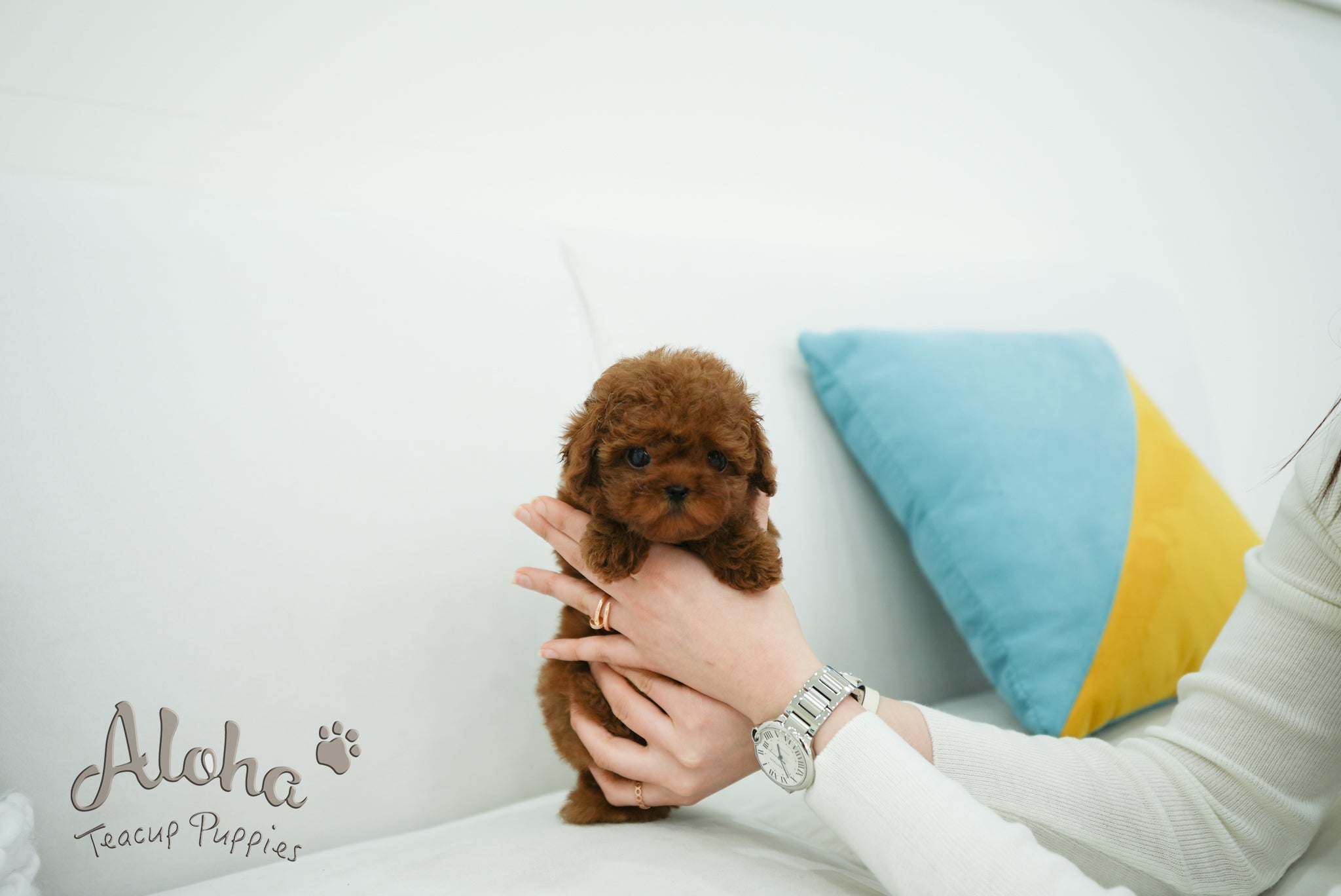 Olivia [TEACUP POODLE]