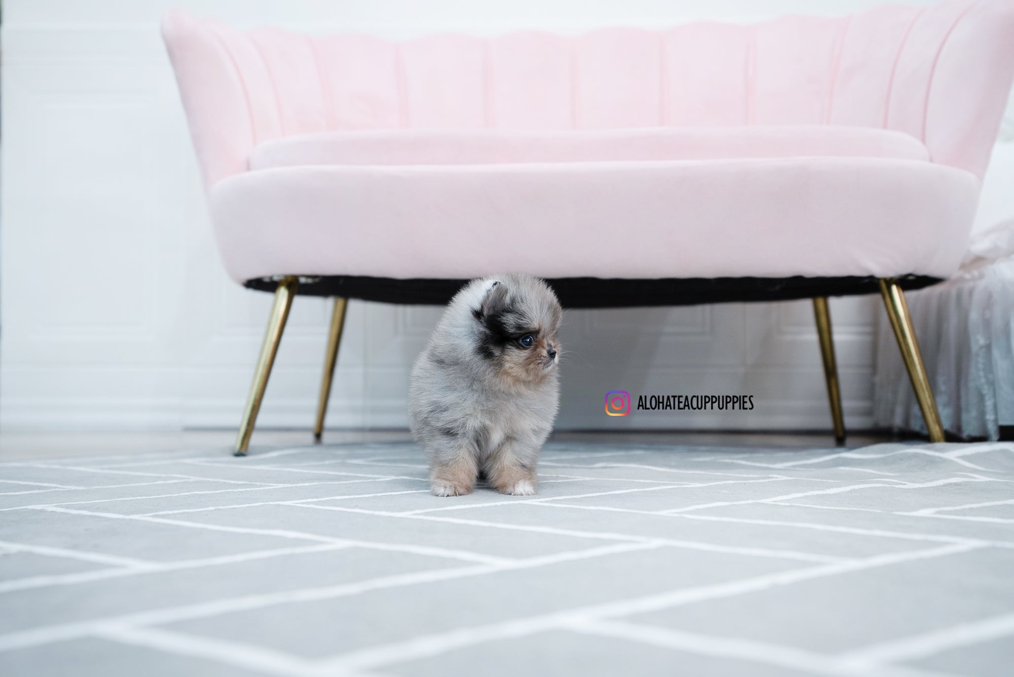 Jennet [TEACUP POMERANIAN]