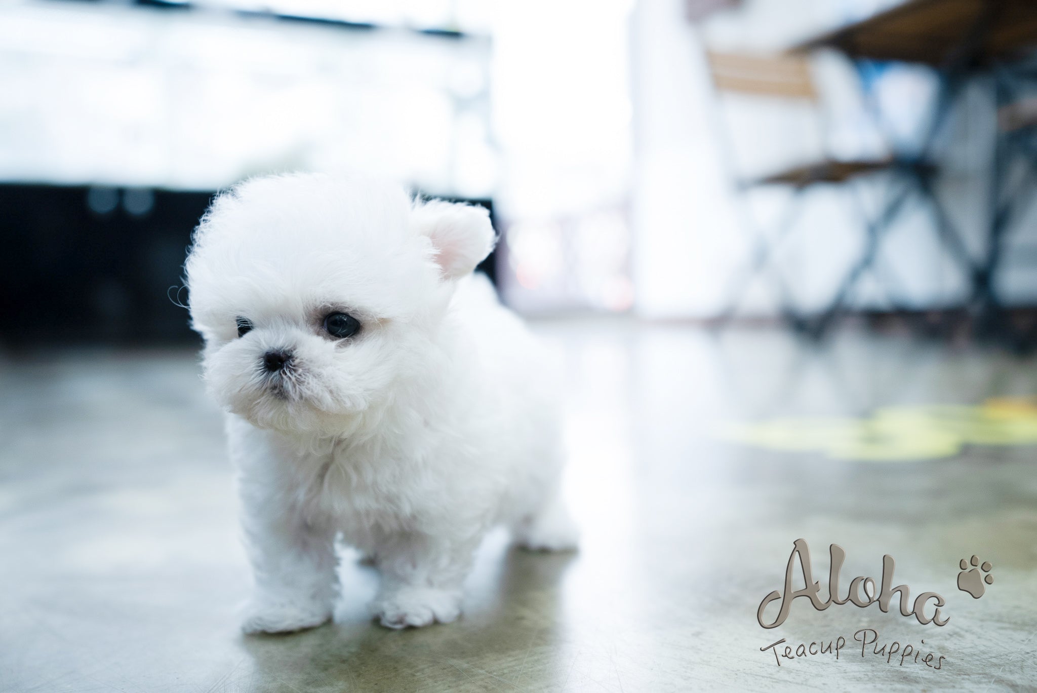 Angela [TEACUP BICHON]