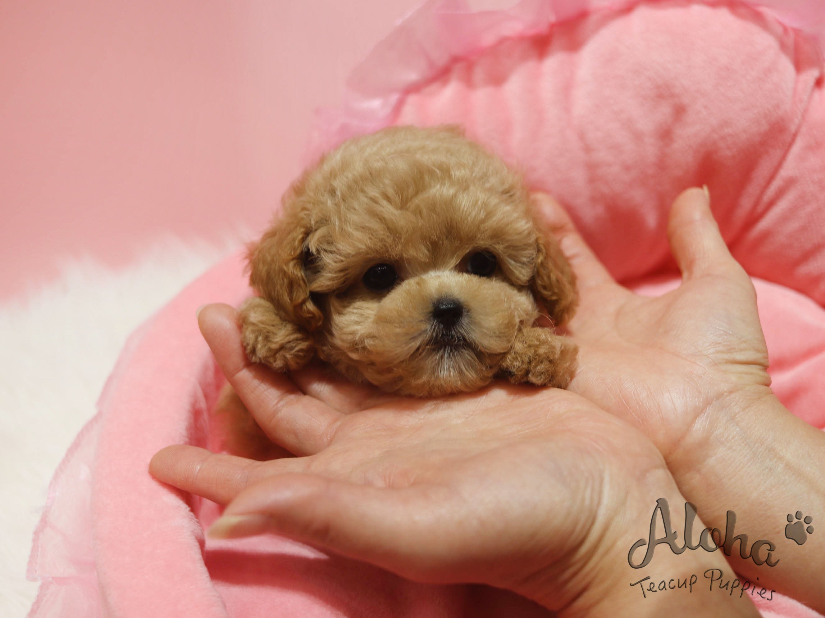 DIOR [TEACUP POODLE]