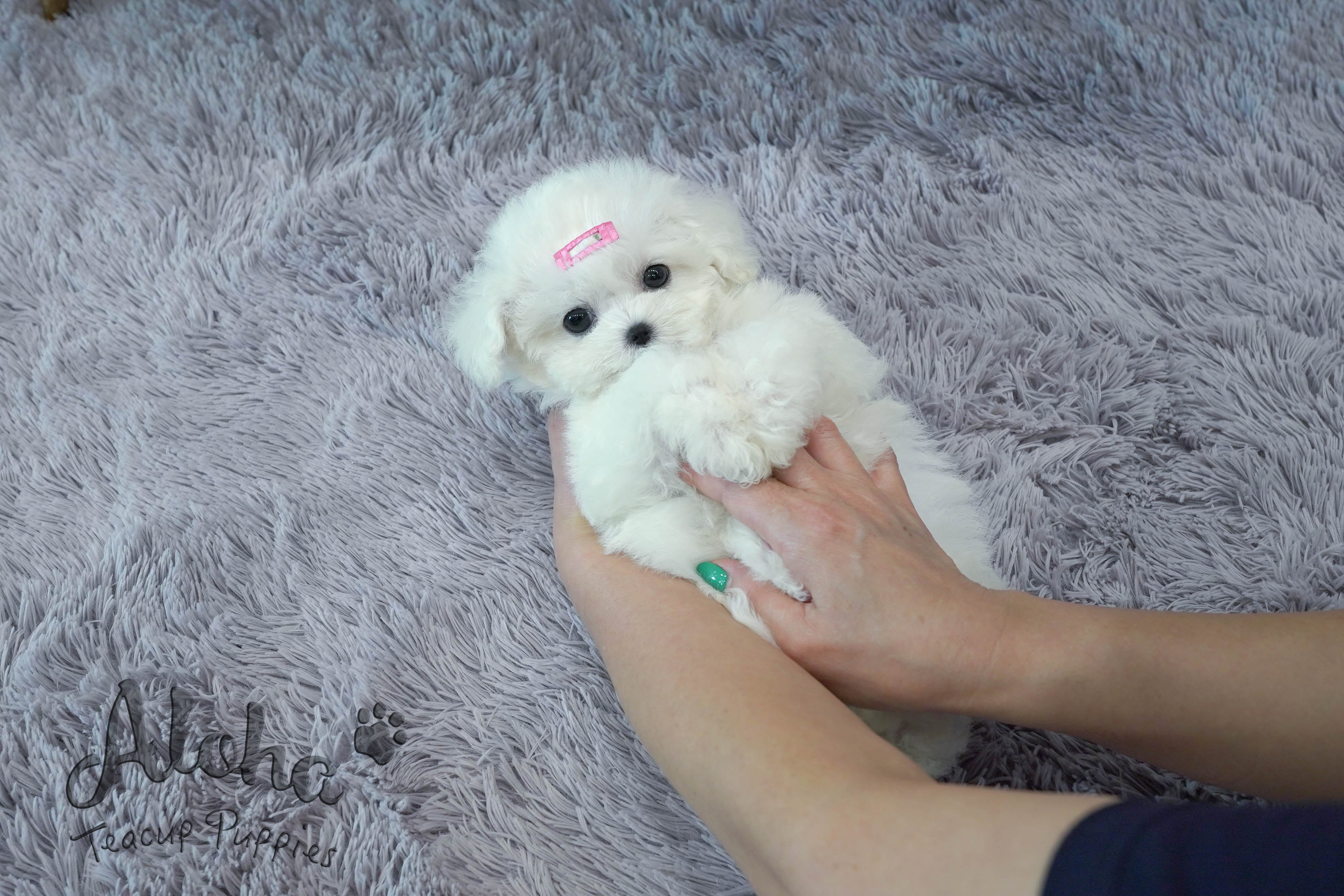 Marshmallow [TEACUP BICHON]