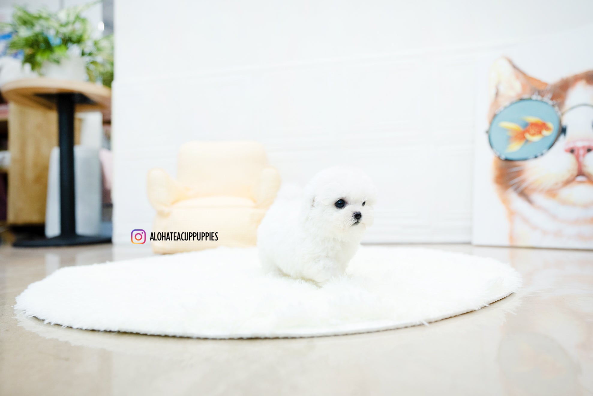 Nemo [TEACUP BICHON]