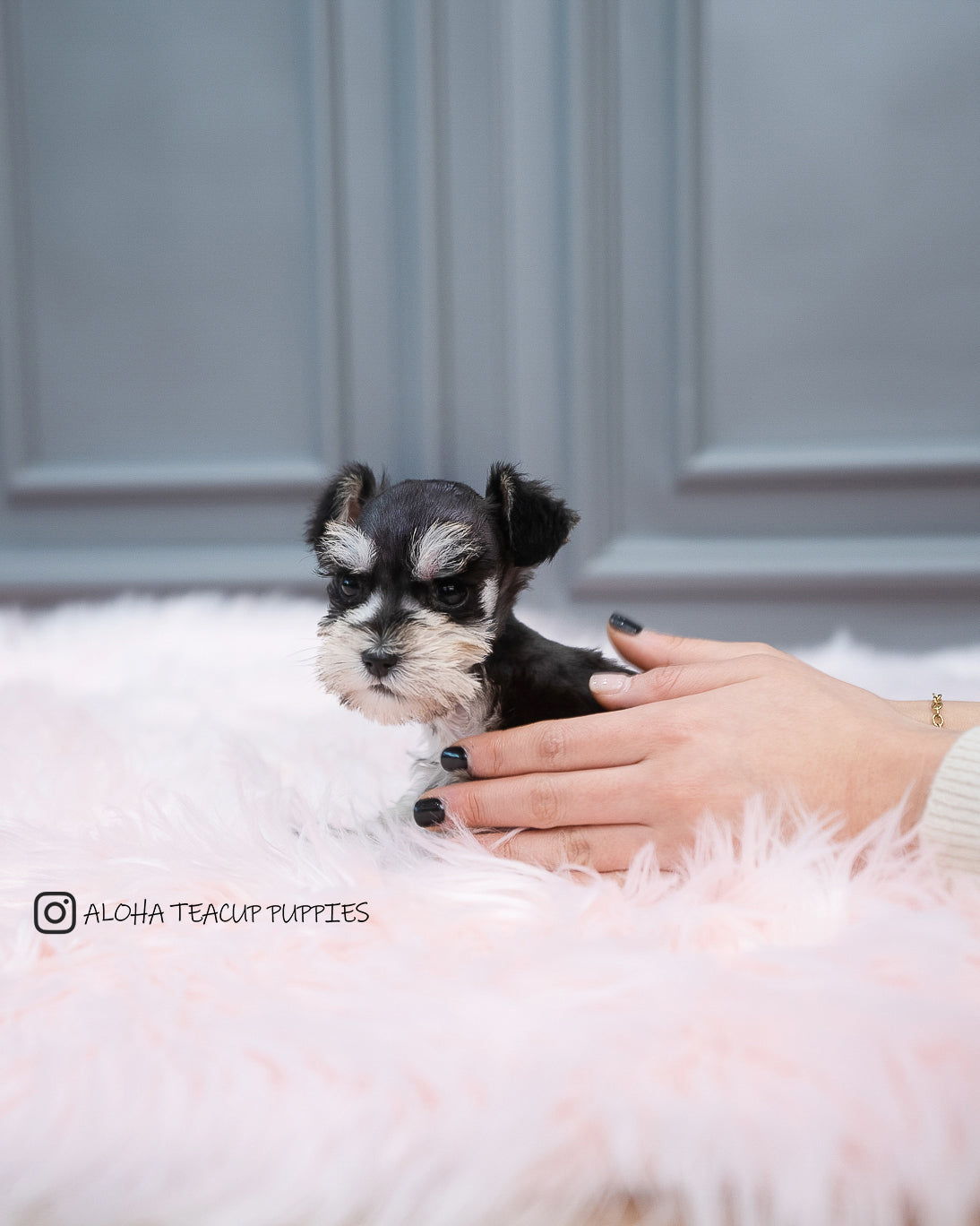 Cole [MINI Schnauze]