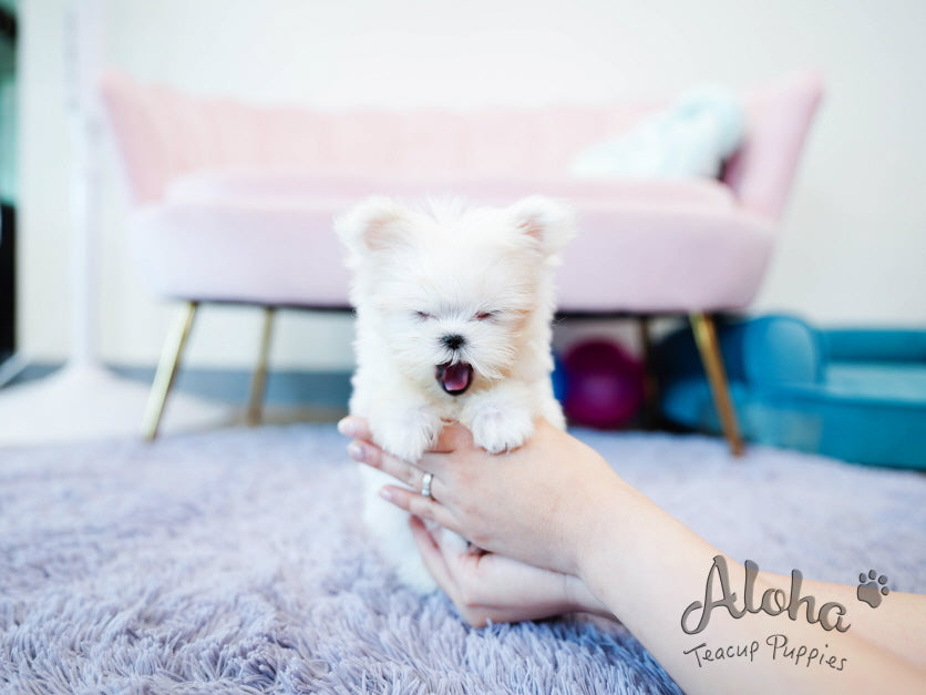 Momo [TEACUP MALTESE]
