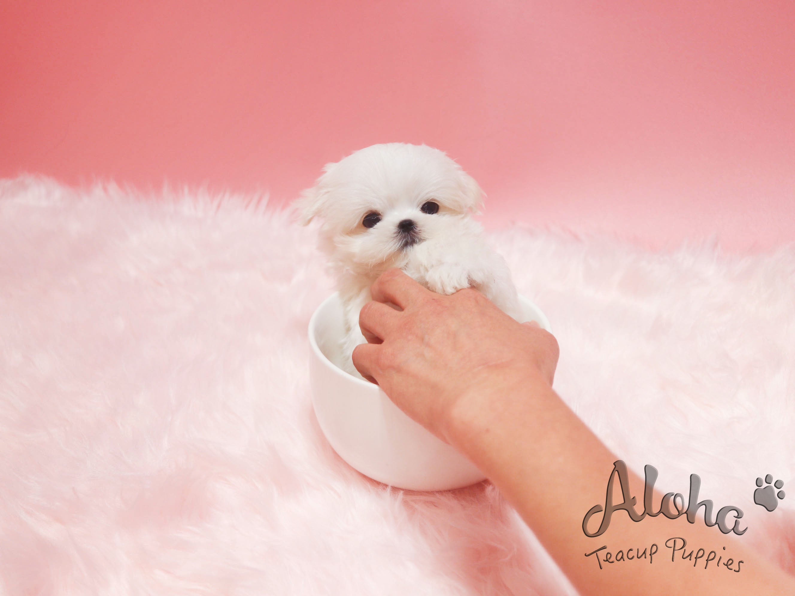 Tofu [TEACUP MALTESE]