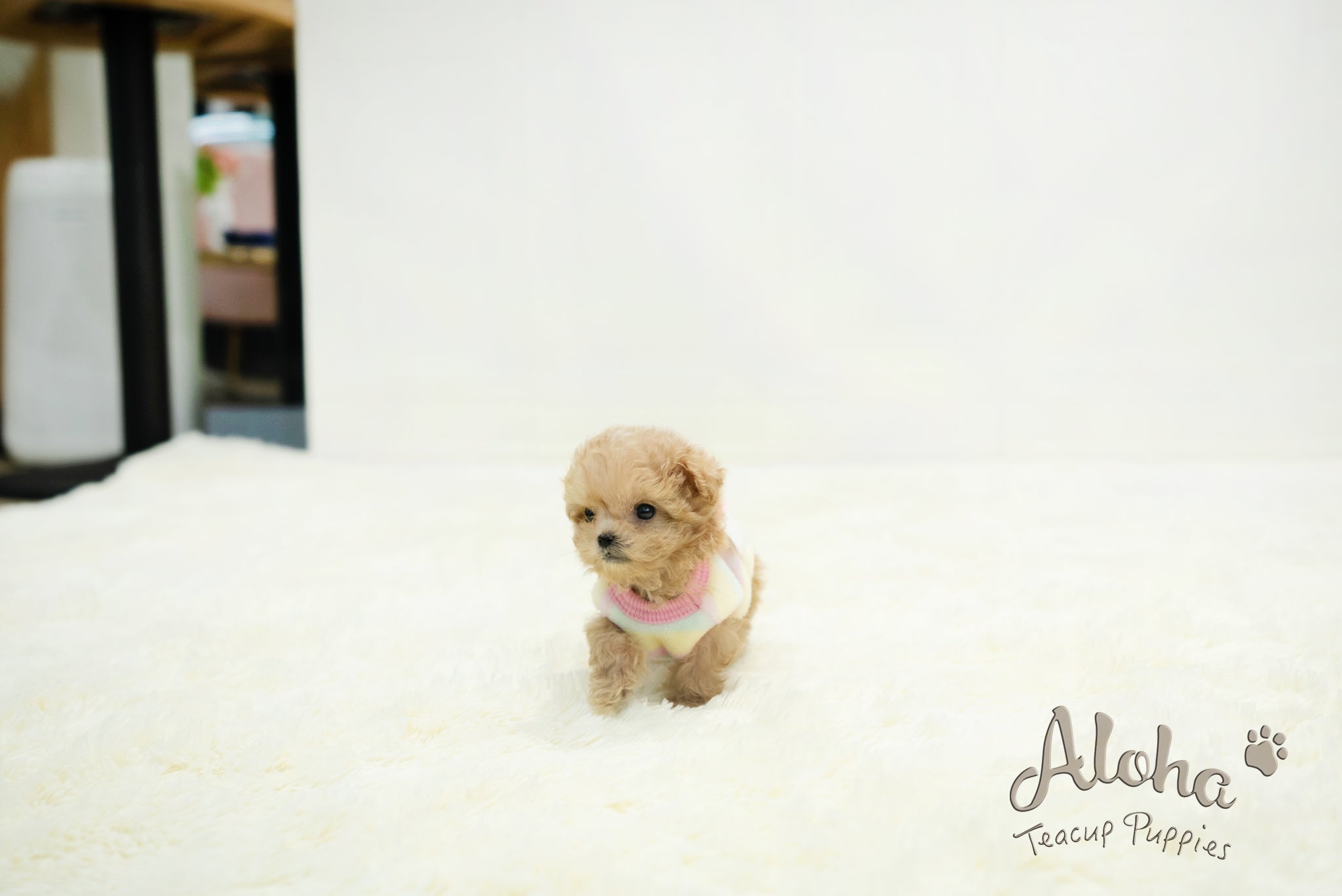 Isaac [TEACUP MALTIPOO]