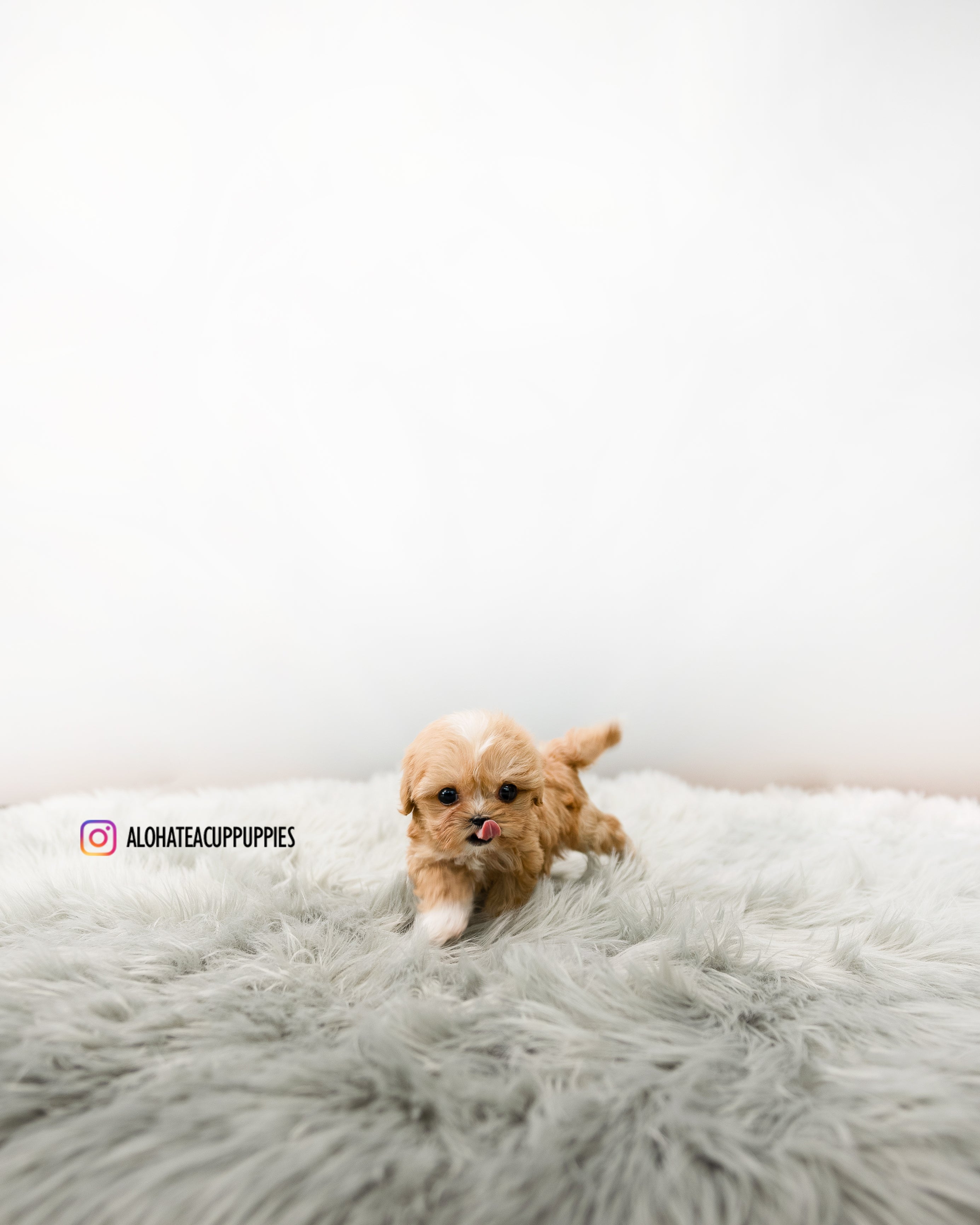 Nora [MALTIPOO TAMAÑO TAZA DE TÉ]
