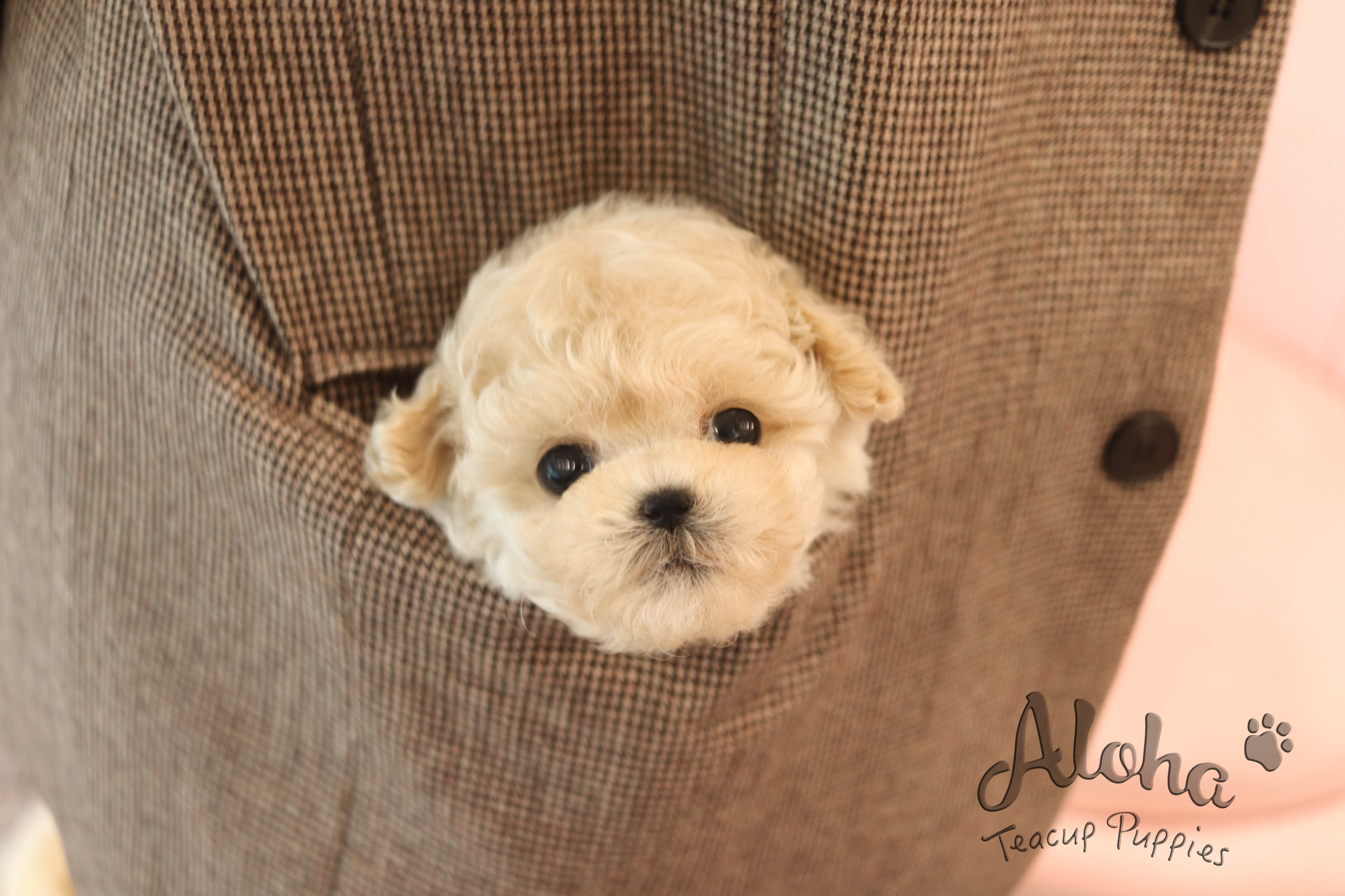 Jelly [TEACUP MALTIPOO]