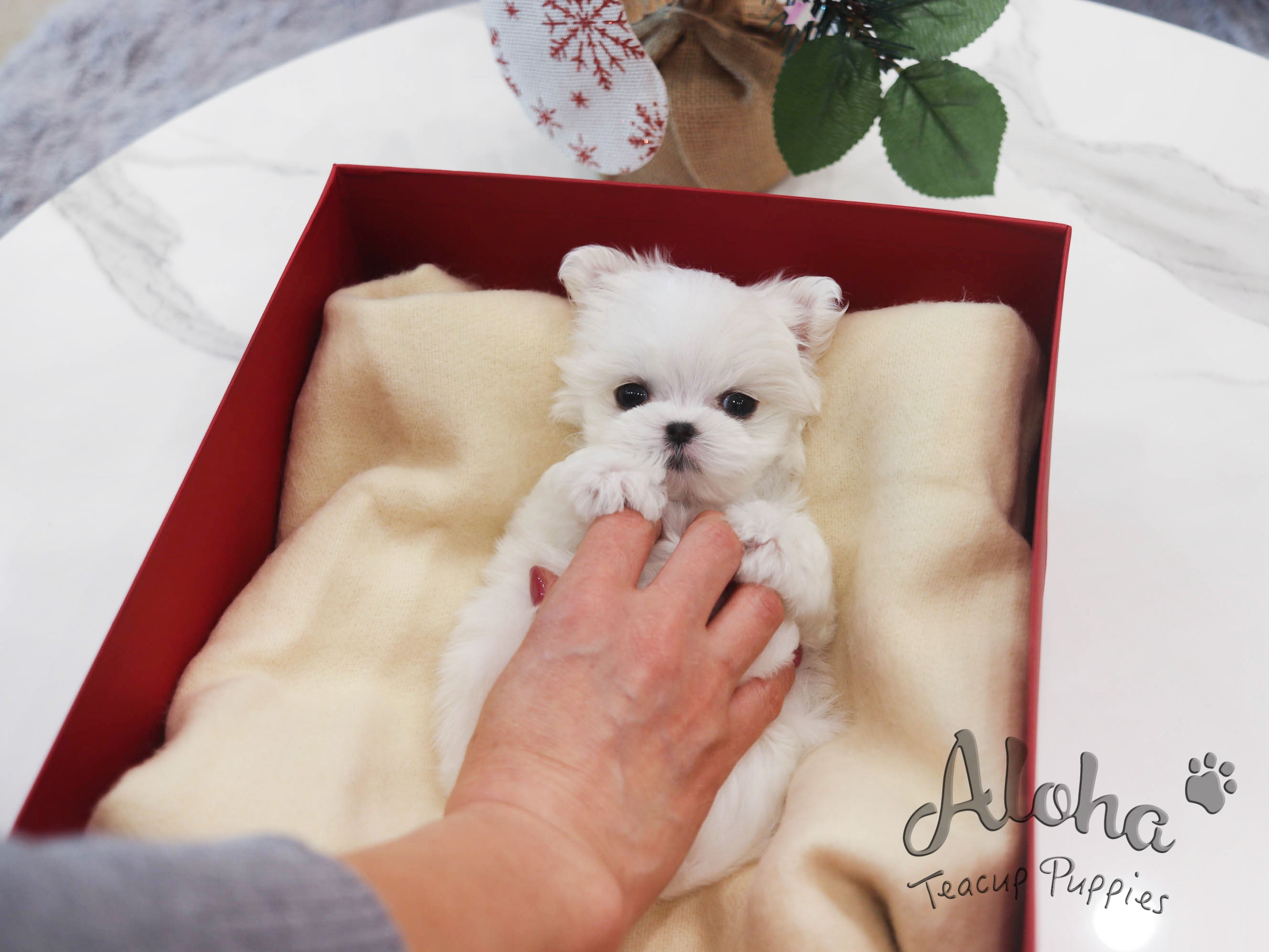 Rudolph [TEACUP Maltese]