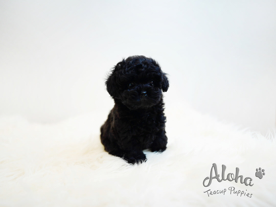 Pony [TEACUP POODLE]