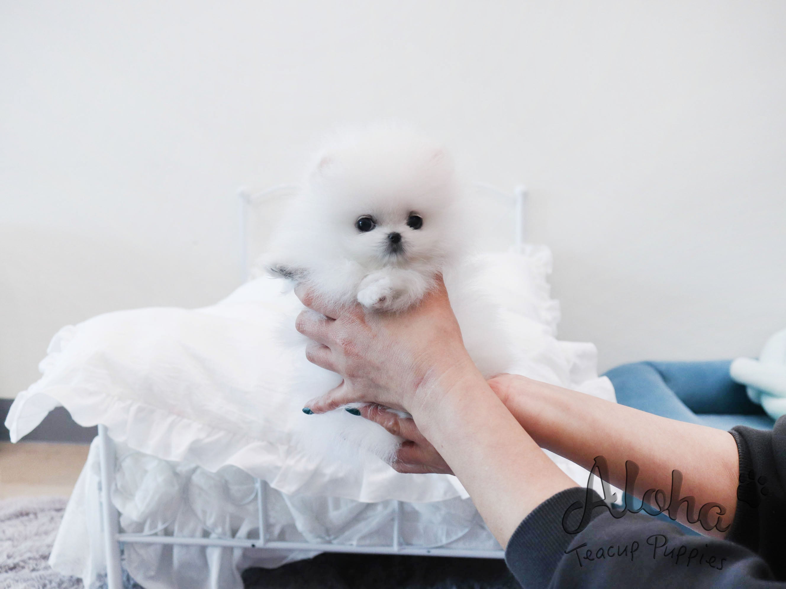 Pepper [TEACUP POMERANIAN]