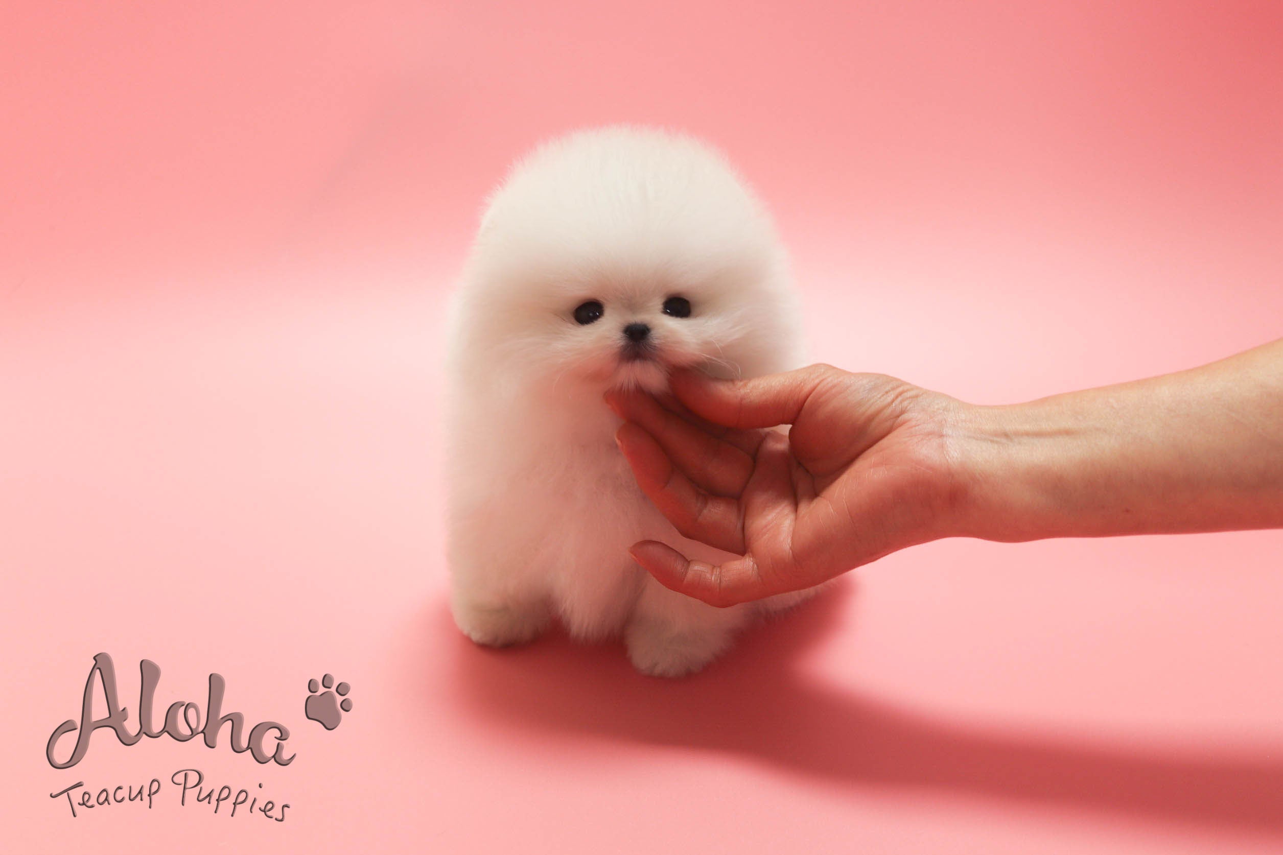 URUS [TEACUP POMERANIAN]