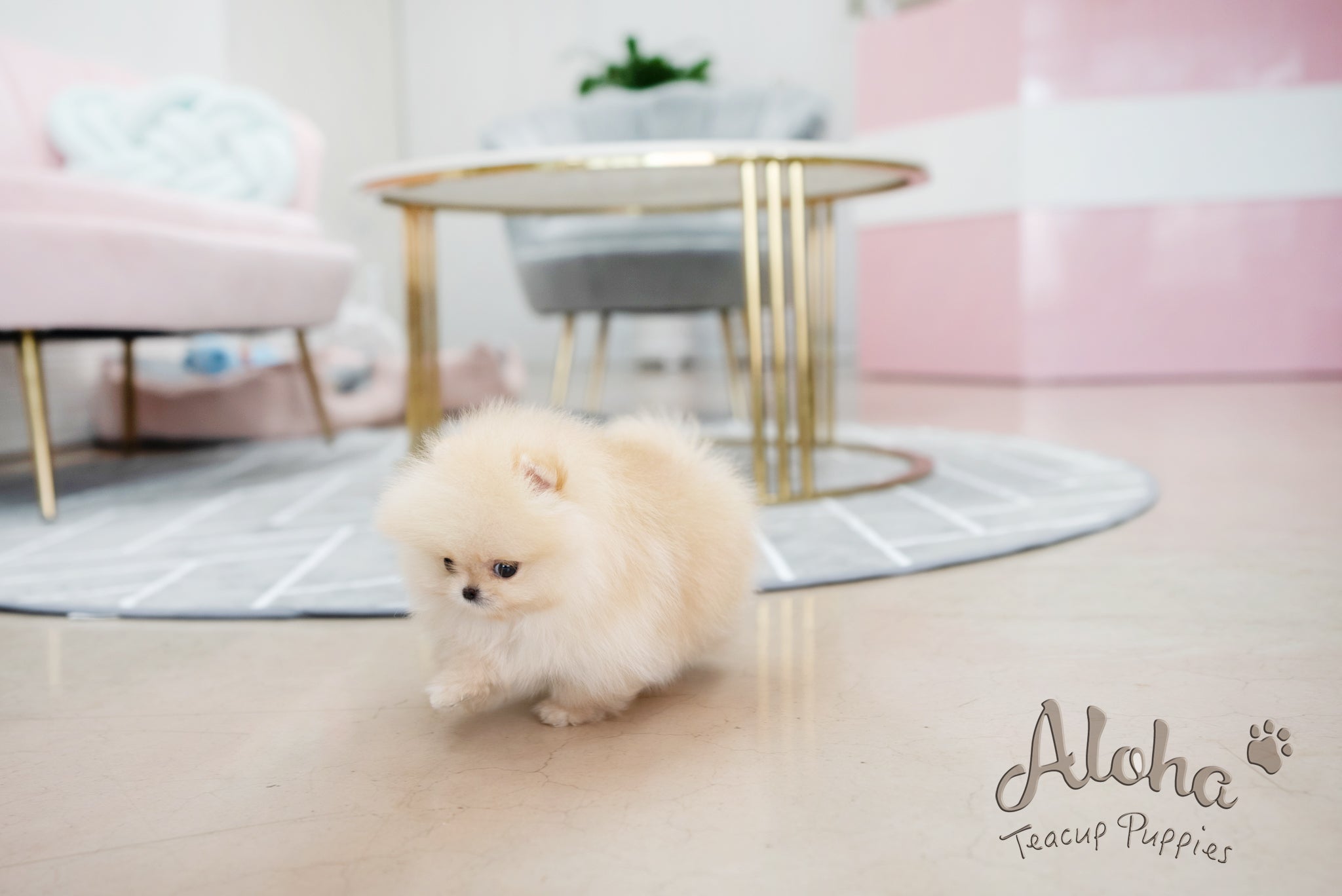Clara [TEACUP POMERANIAN]