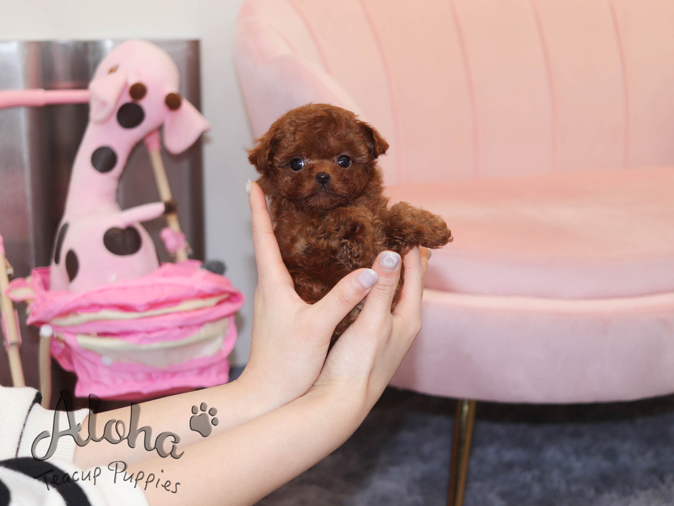 Teddy [TEACUP POODLE]