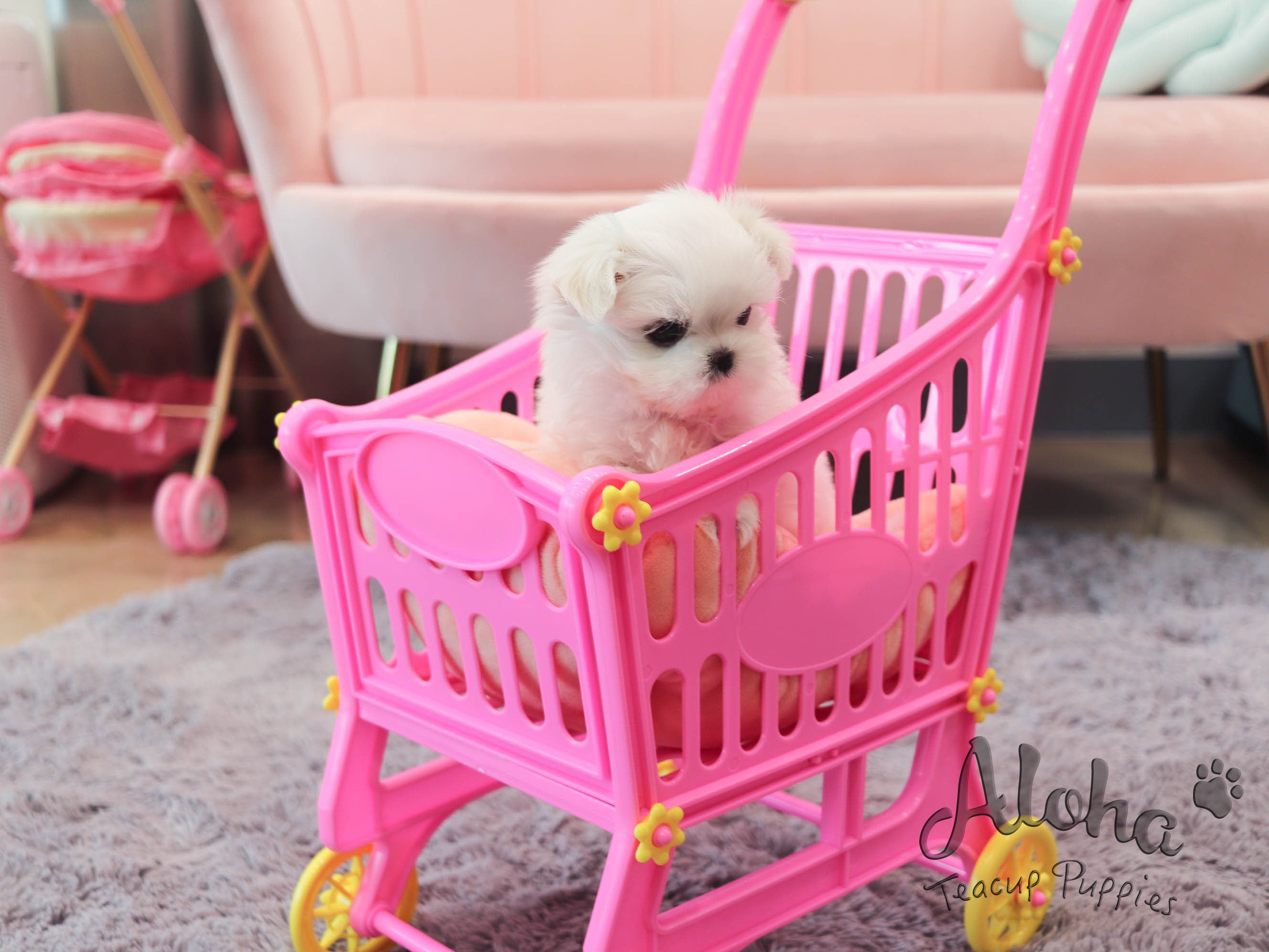 cotton [TEACUP MALTESE]