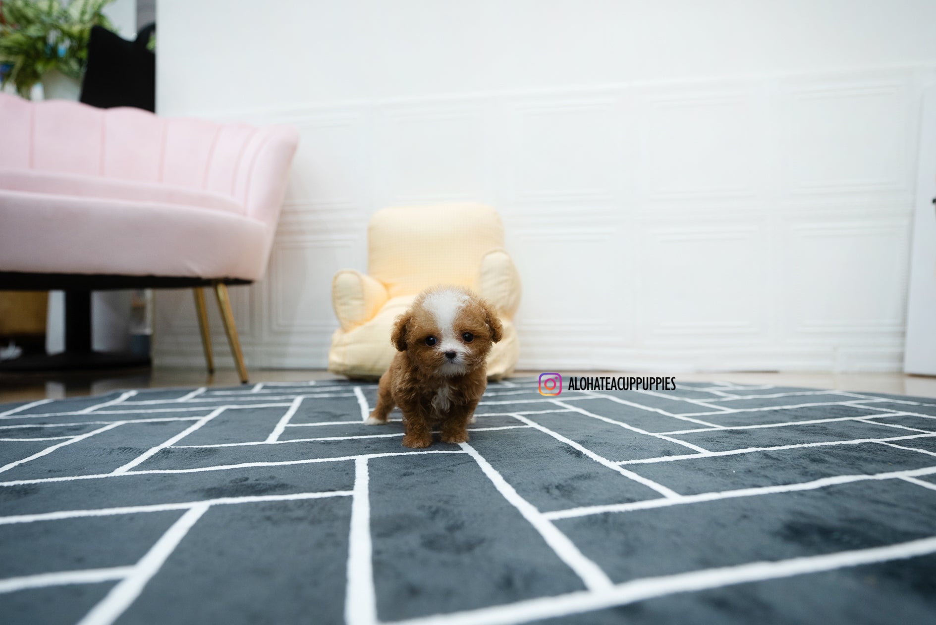 Ezra [POODLE]