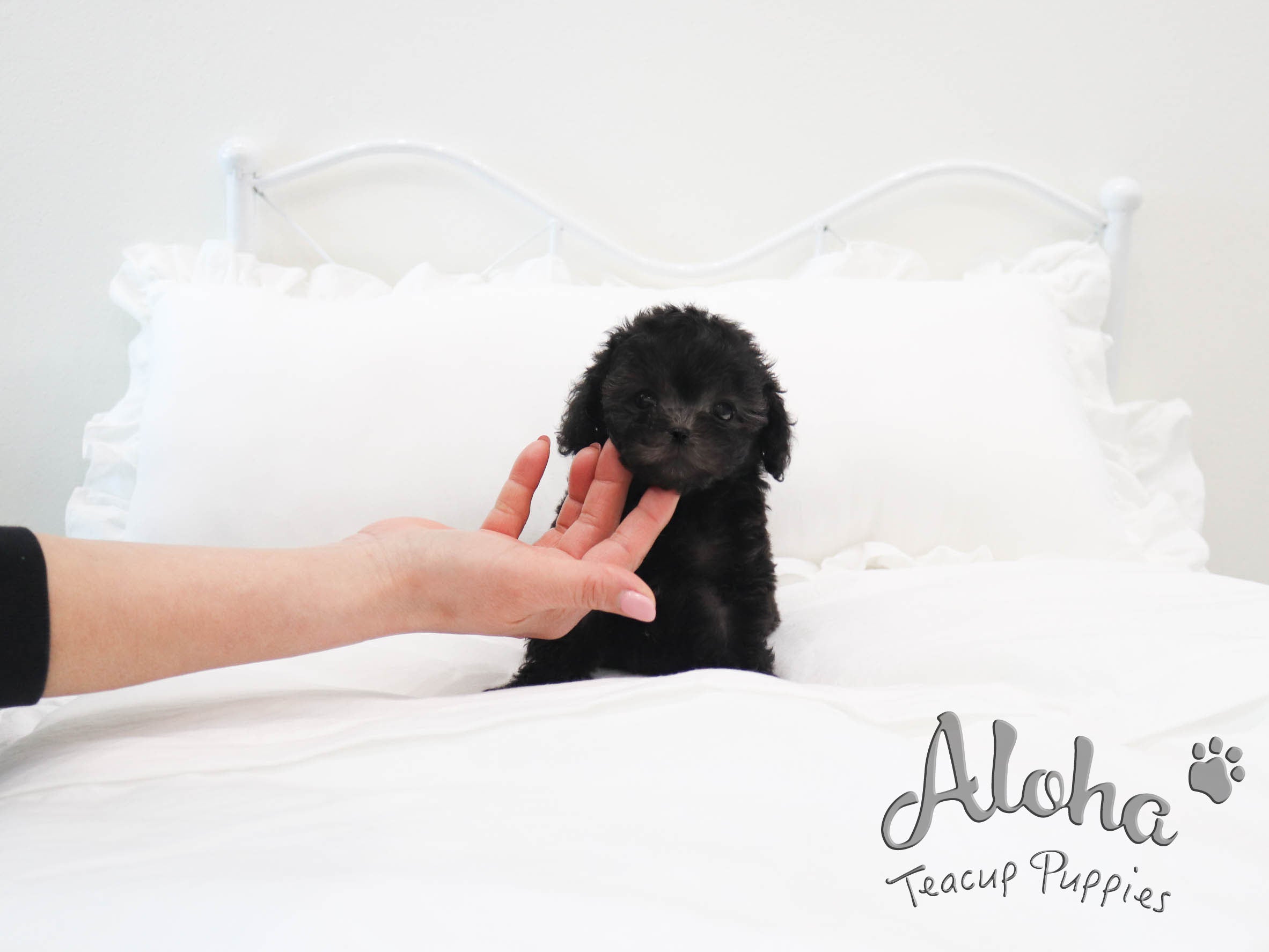 Bella [TEACUP POODLE]