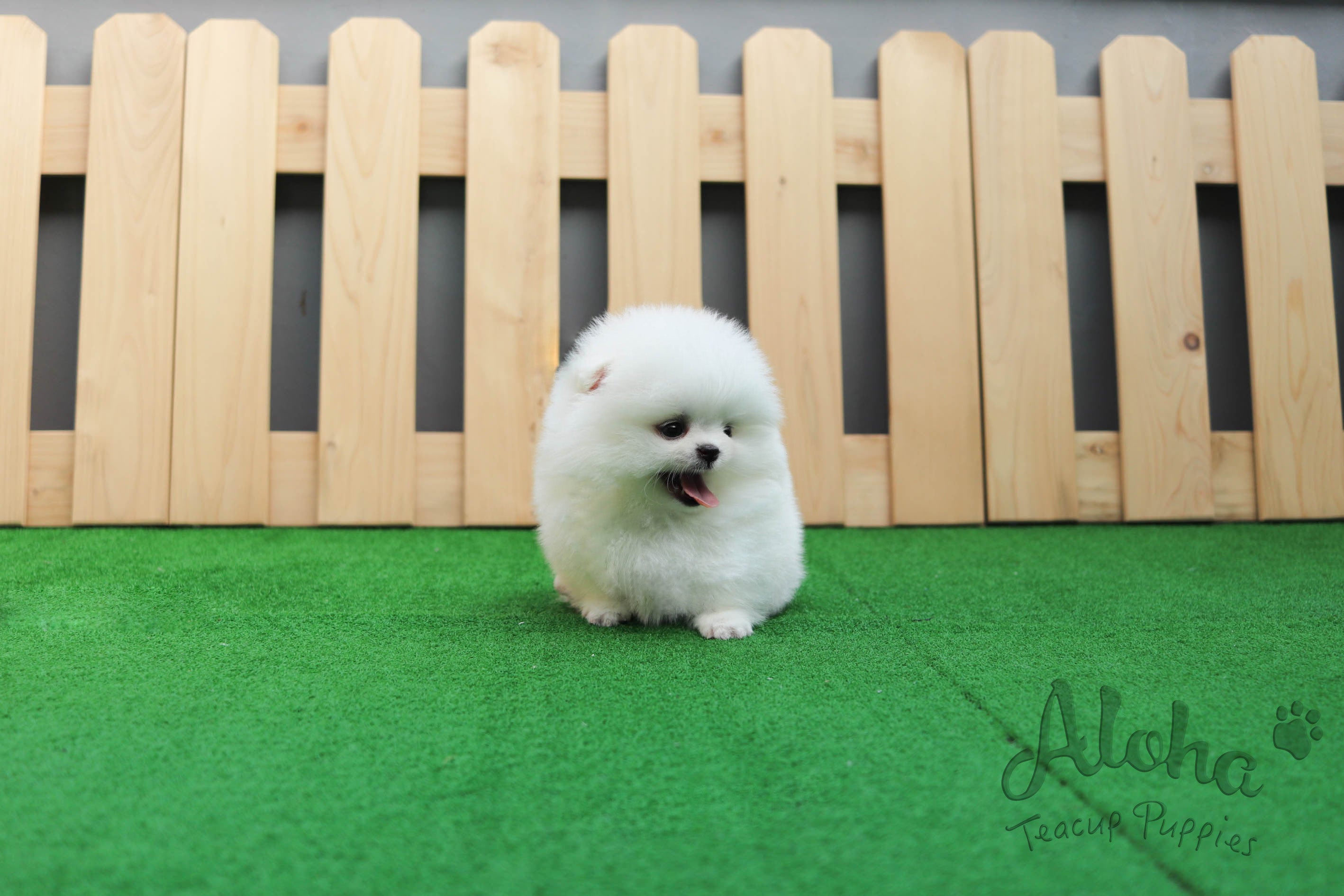 Sold to Natalie, Latte [Teacup Pomeranian]