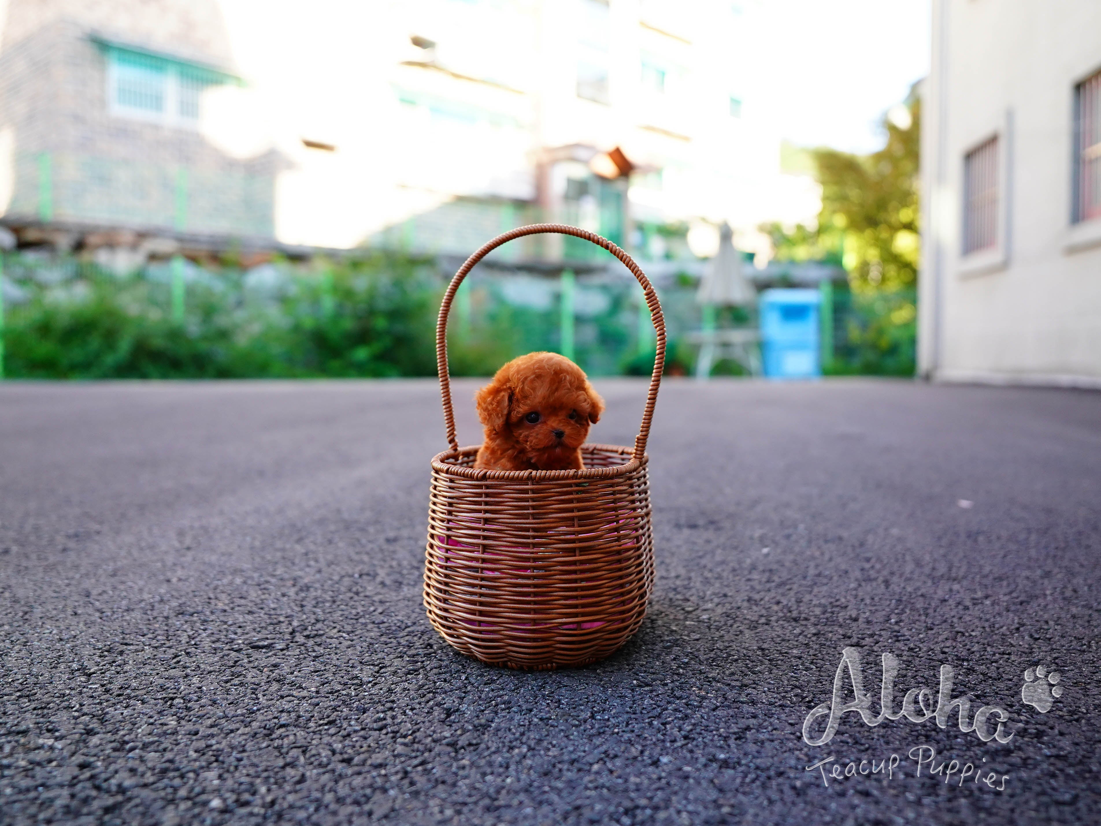 Pepsi [TEACUP POODLE]