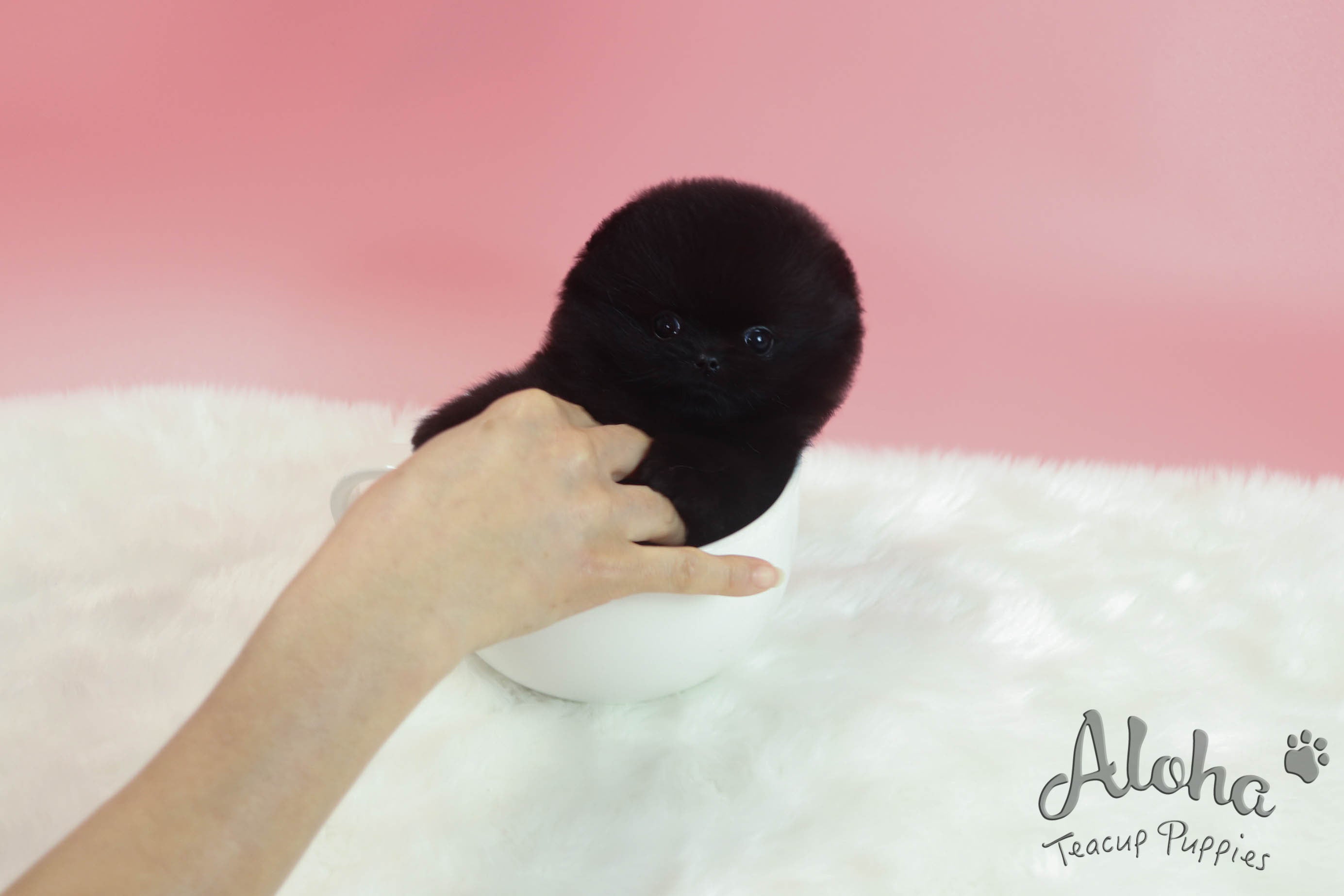 Vendido a Stefan, Holly [POMERANIA TAZA DE TÉ]