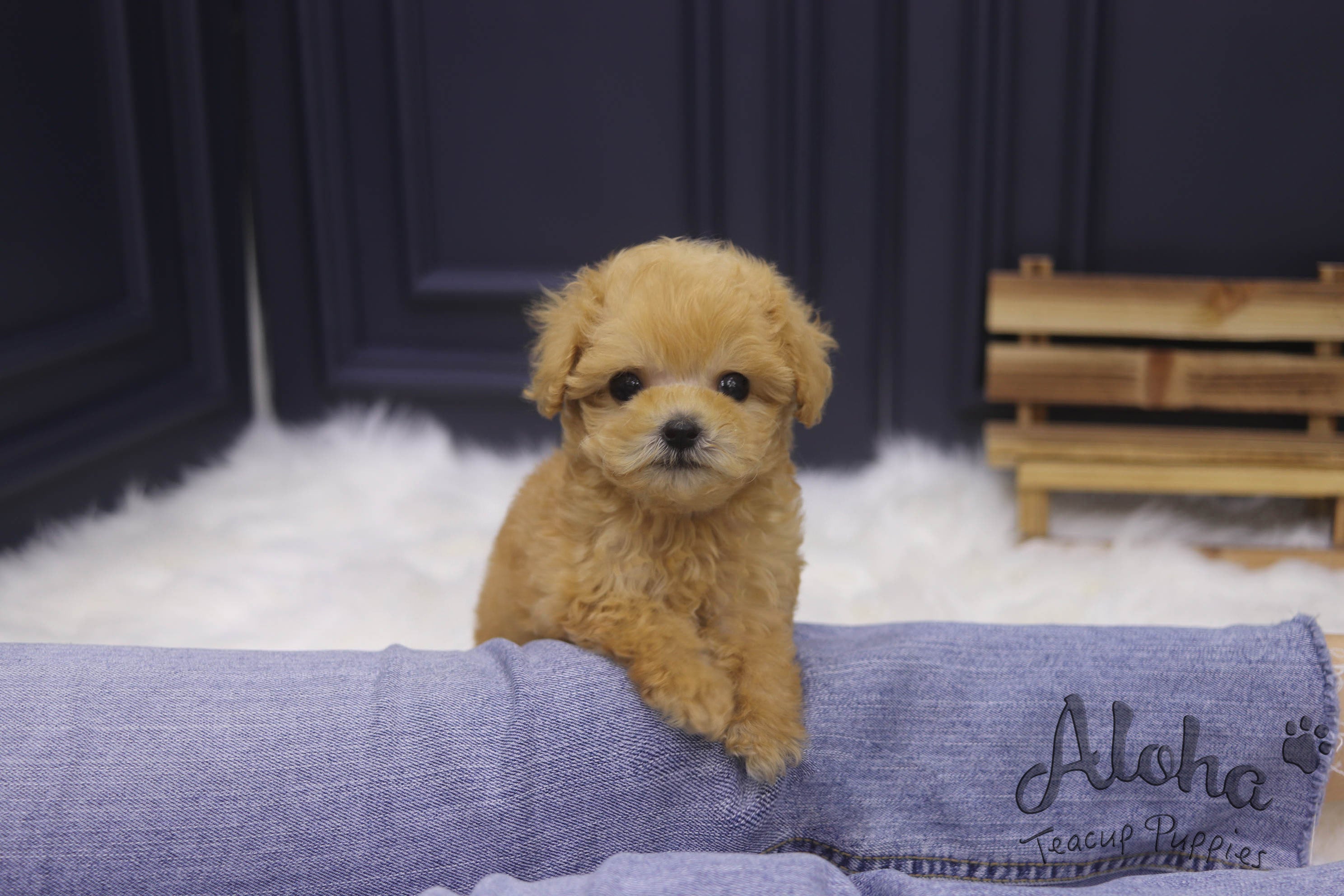 Sold to Jiaman, Morris [TEACUP MALTIPOO]