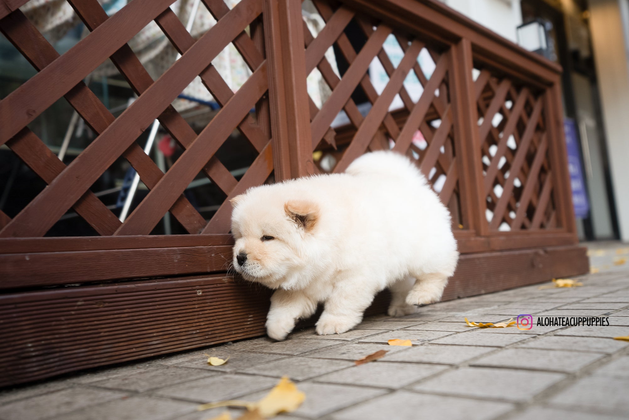 Cow [Mini Chow Chow]