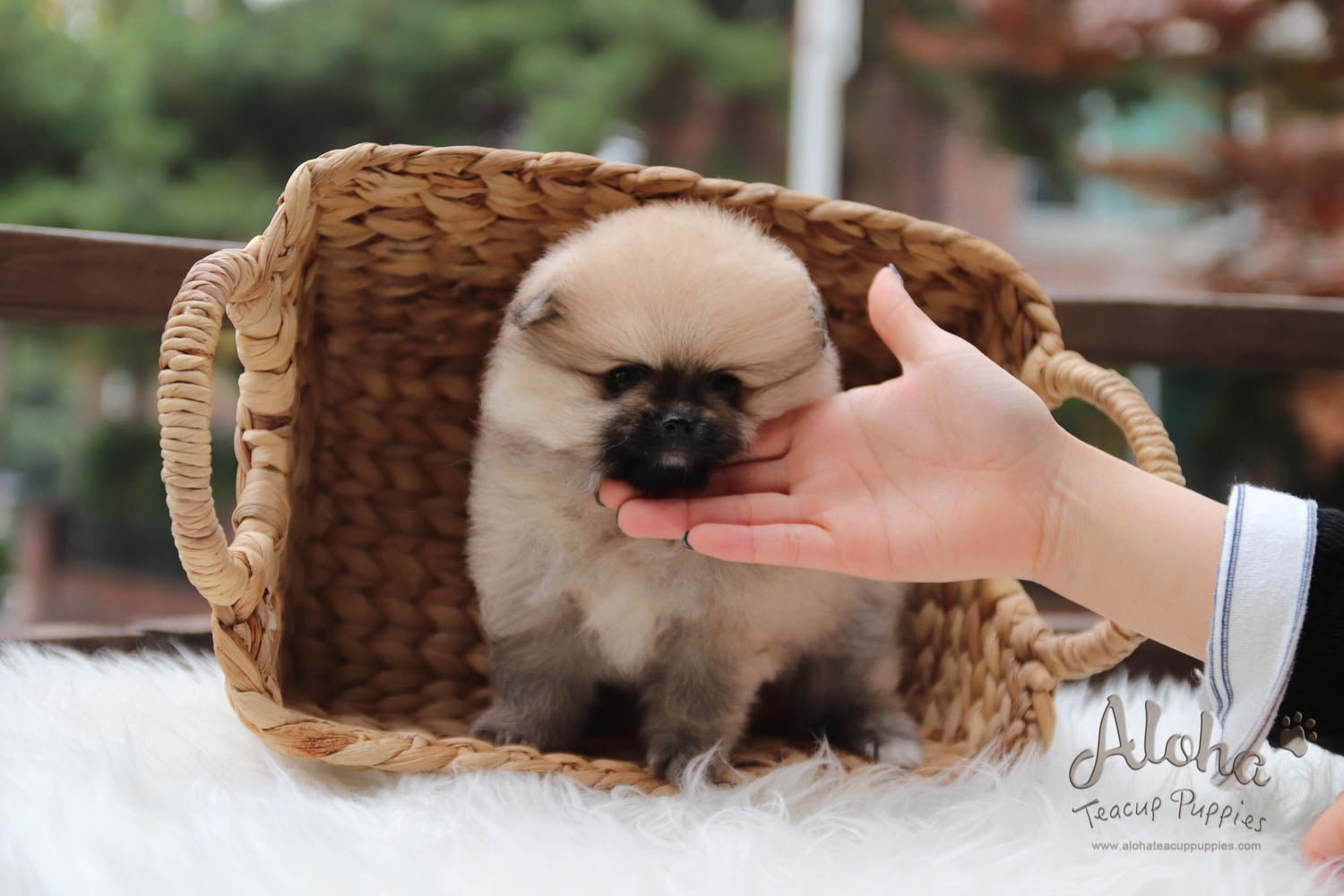 Mong - [Pomeranian]