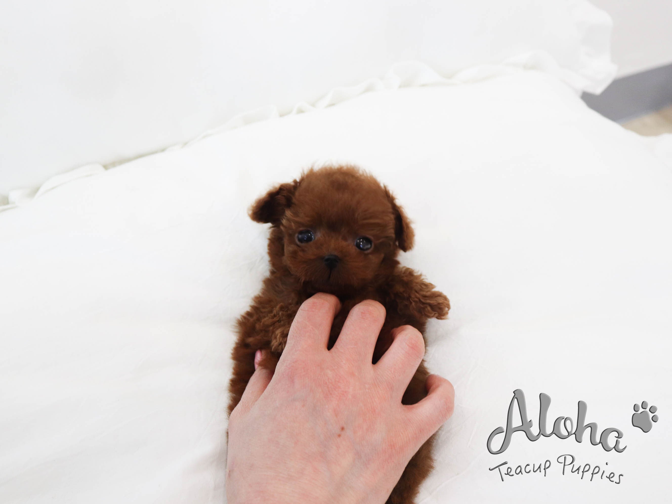 CHOCO [TEACUP POODLE]