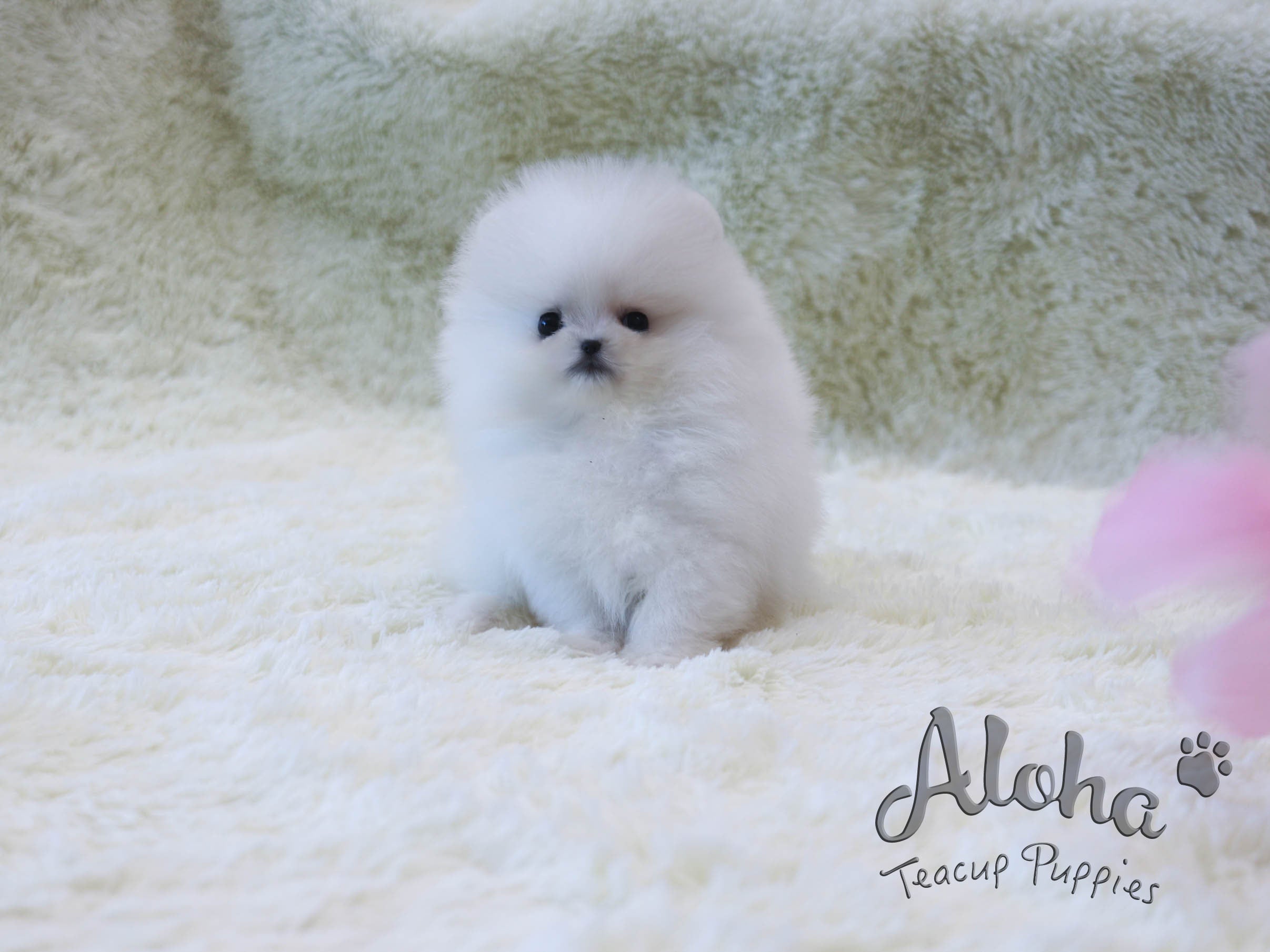 Bailey [TEACUP POMERANIAN]