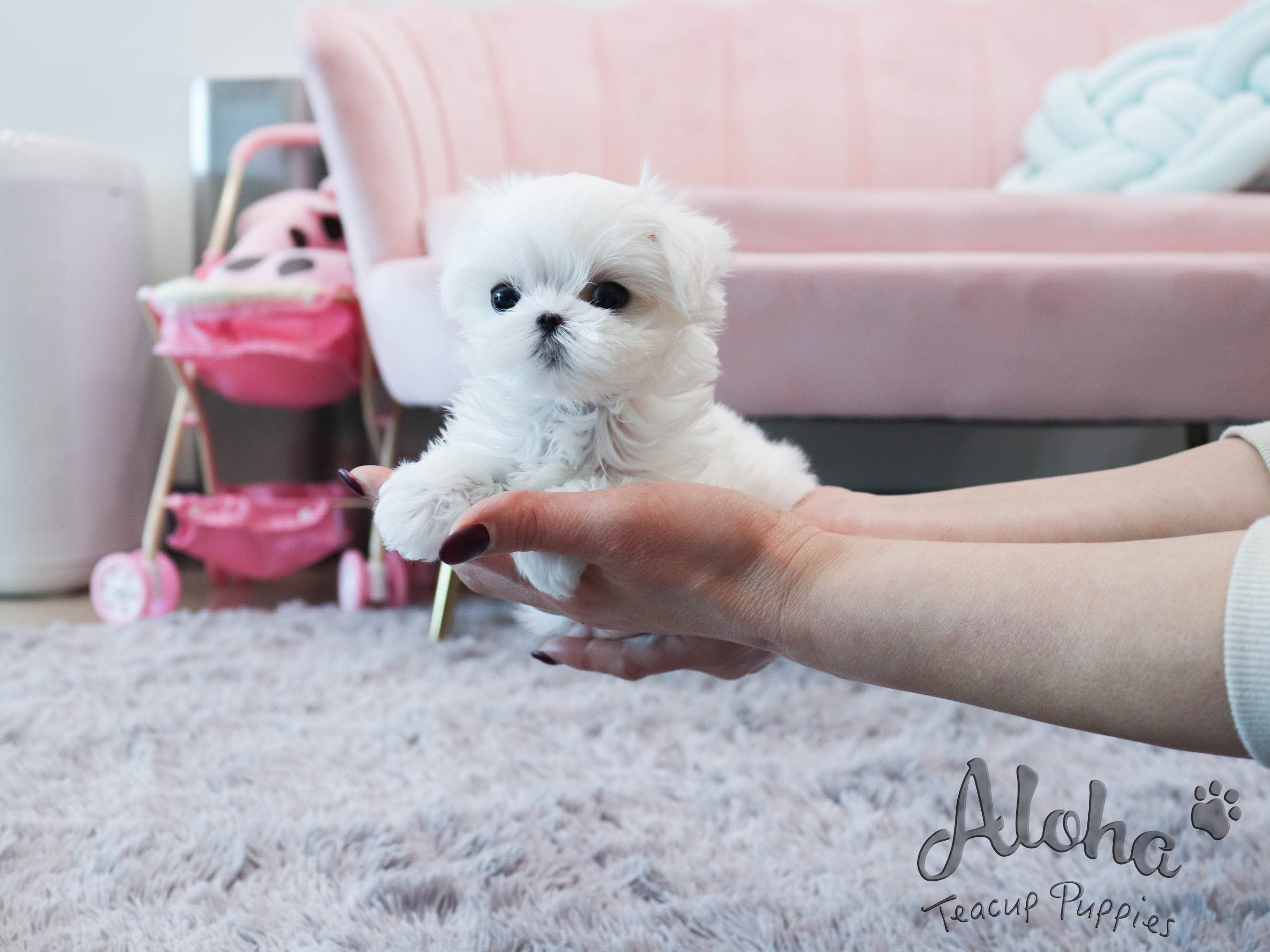 Dorothy [TEACUP MALTESE]