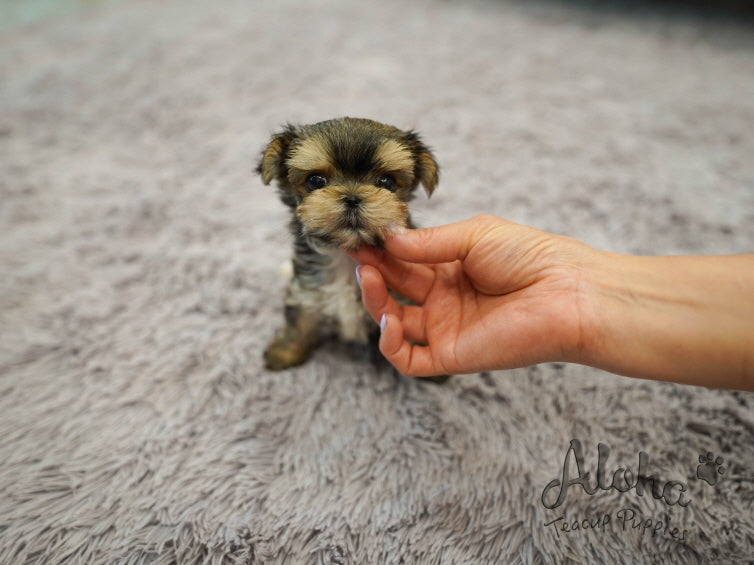 MAYA [TEACUP MORKIE]