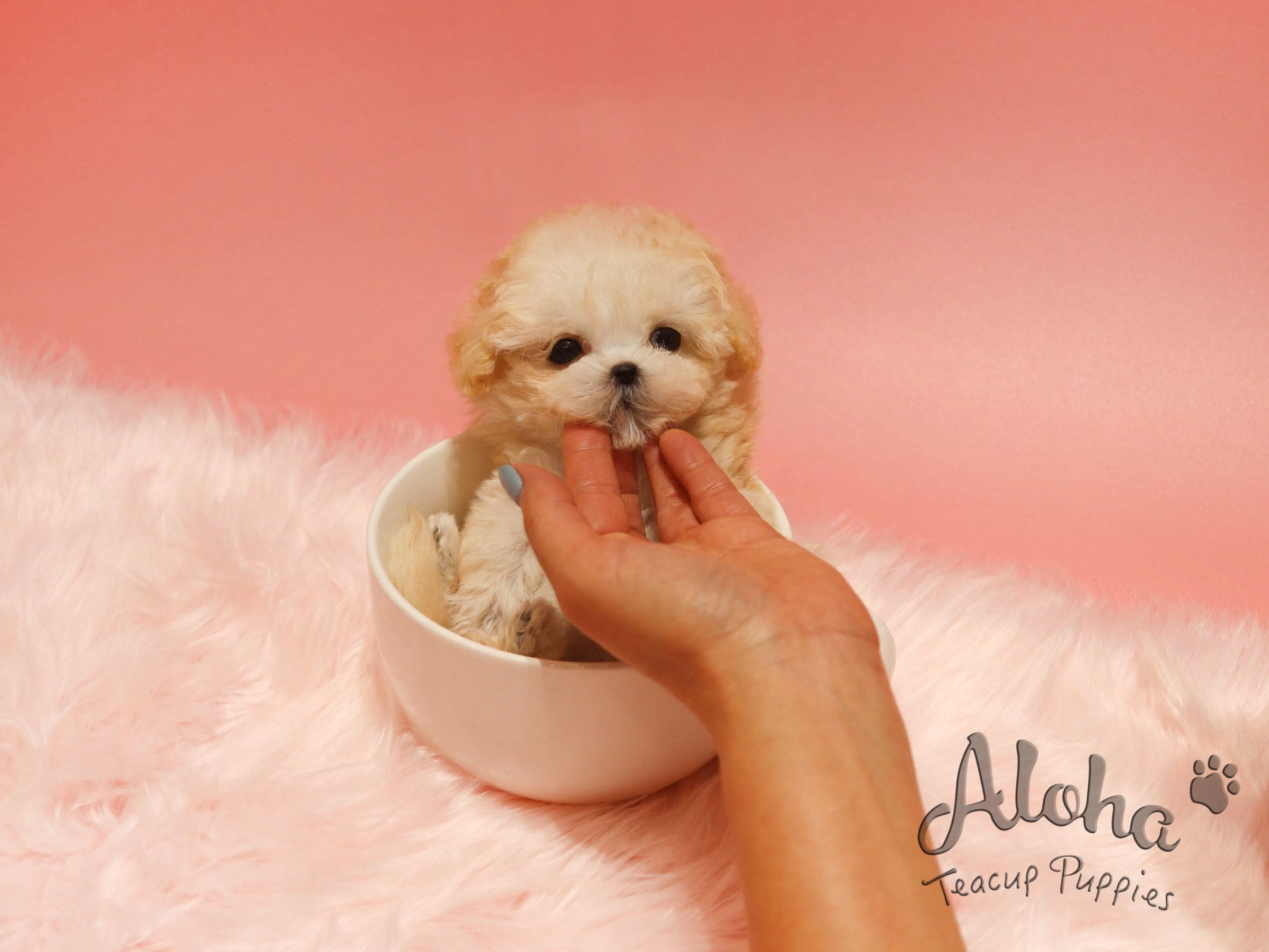 Poo [TEACUP POODLE]