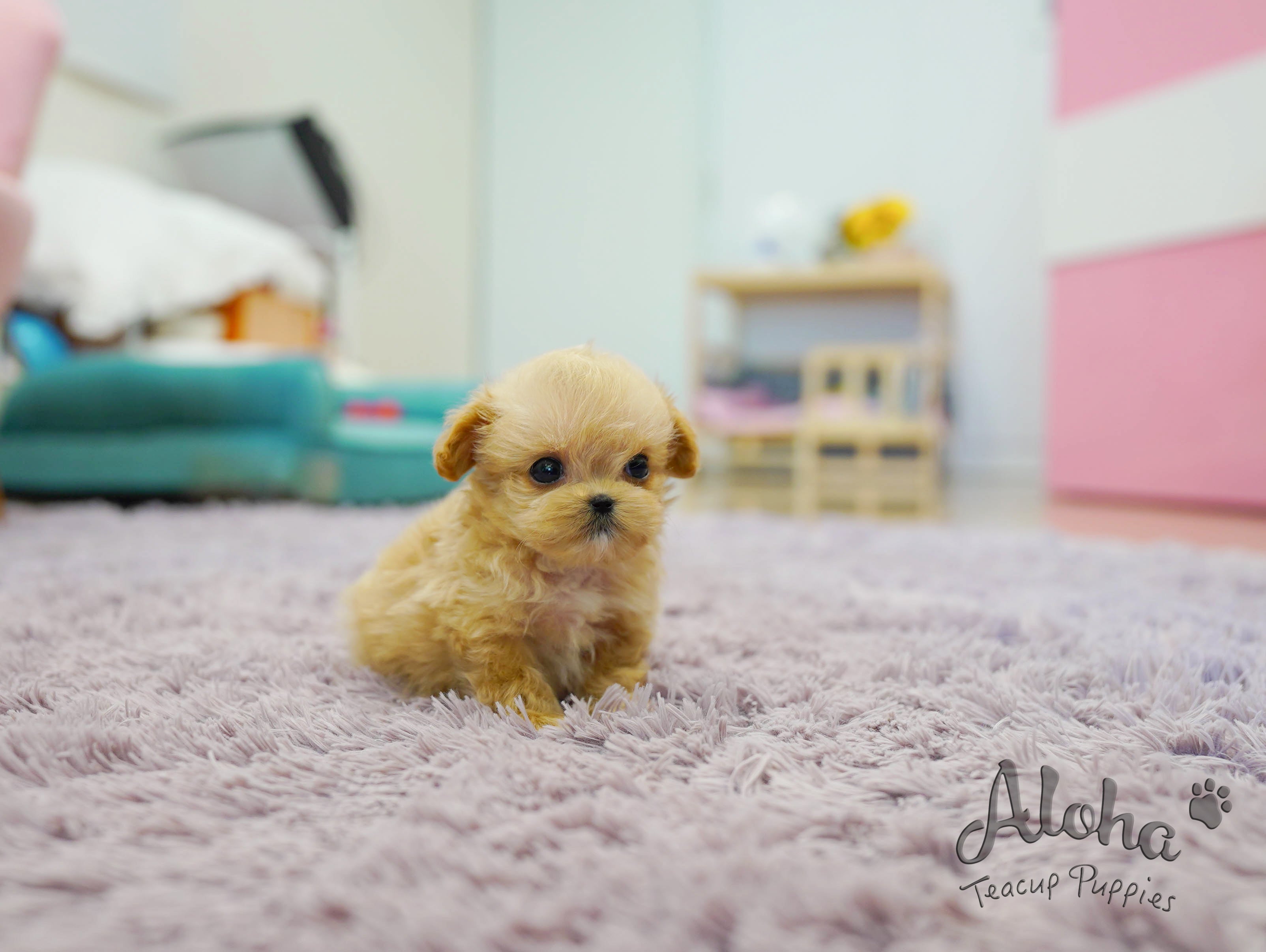 Nina [TEACUP MALTIPOO]