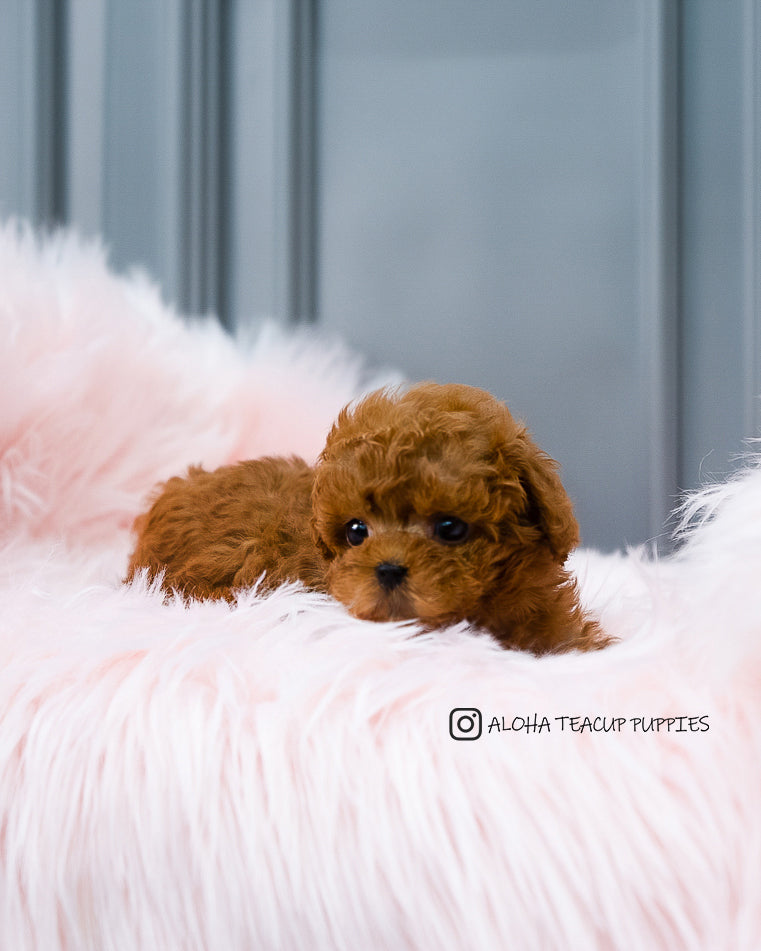 Barbie [TEACUP POODLE]