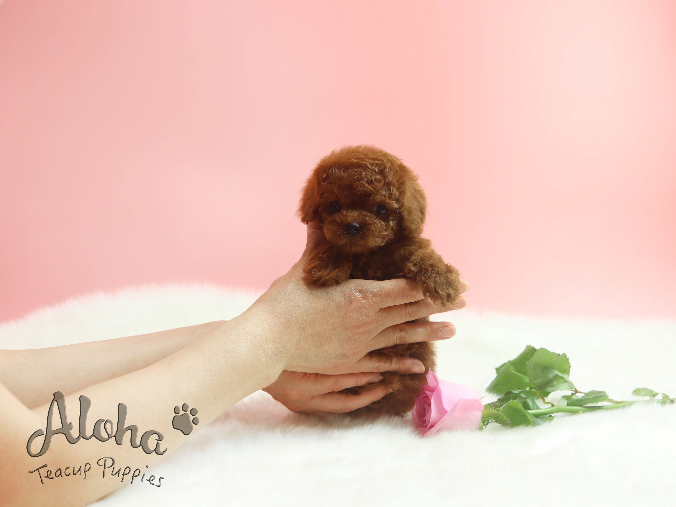 Sold to rebecca, Paris [TEACUP POODLE]
