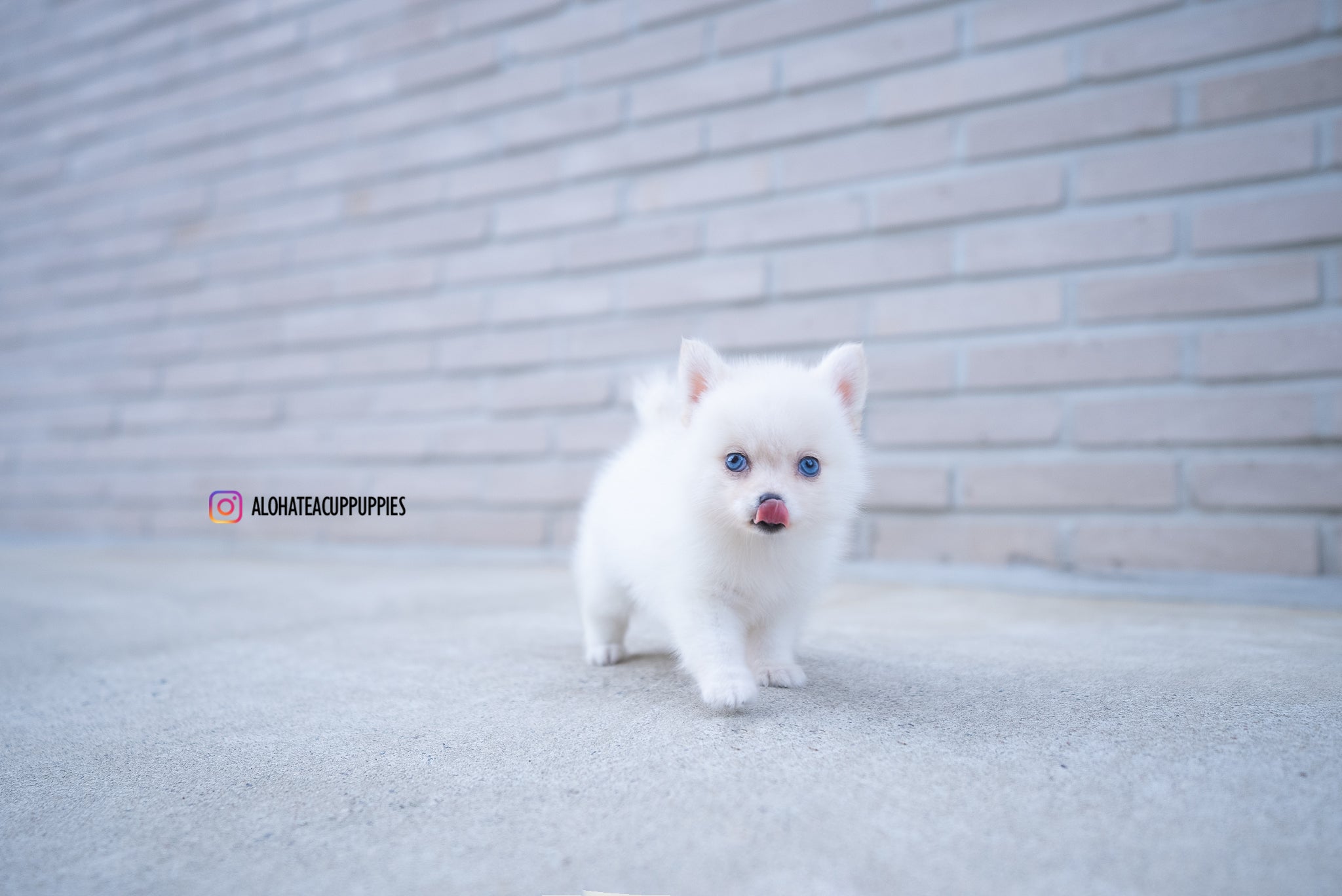 Ivy [TEACUP POMSKY]