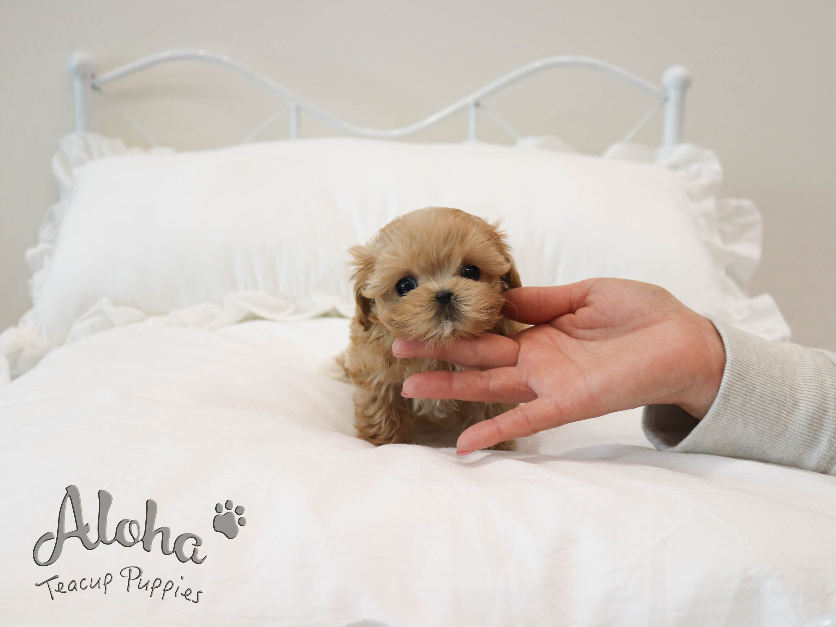Lola [TEACUP MALTIPOO]
