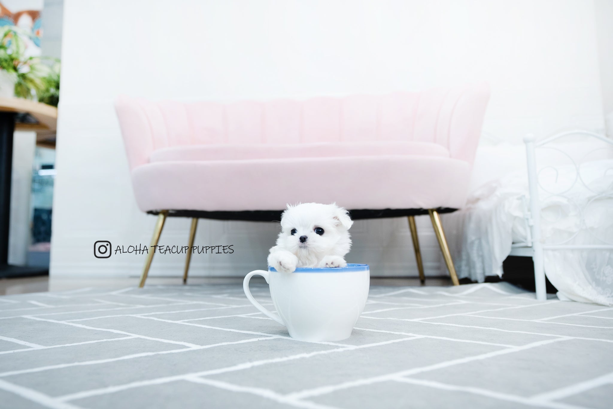 Tayo [TEACUP MALTESE]