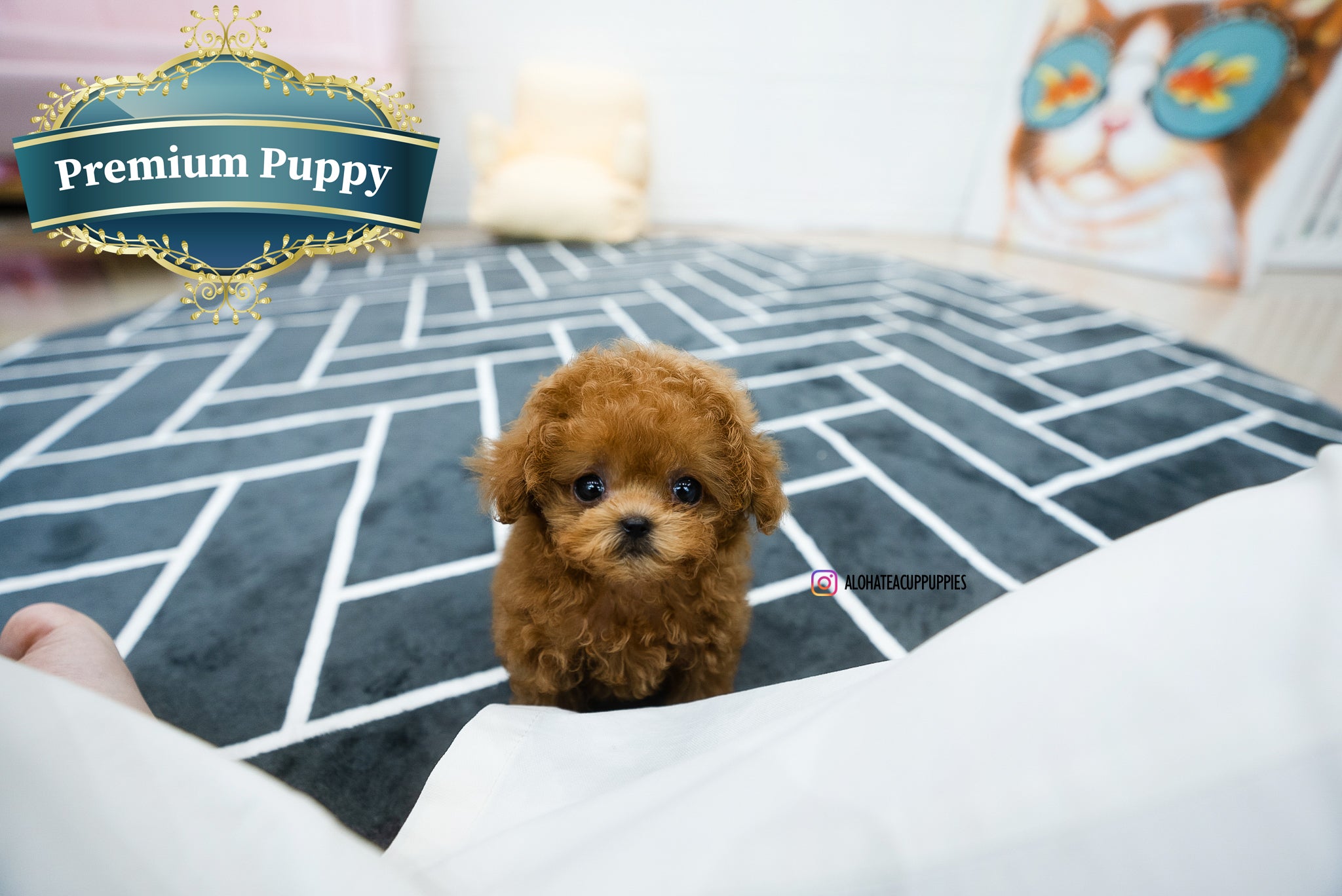 Hazel [TEACUP POODLE]
