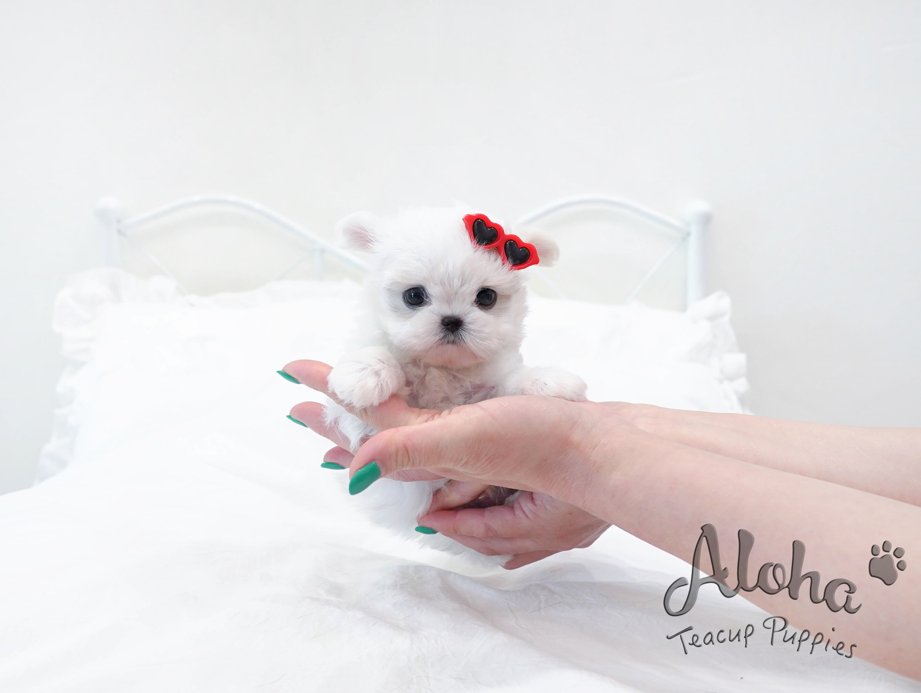 Ben [TEACUP MALTESE]