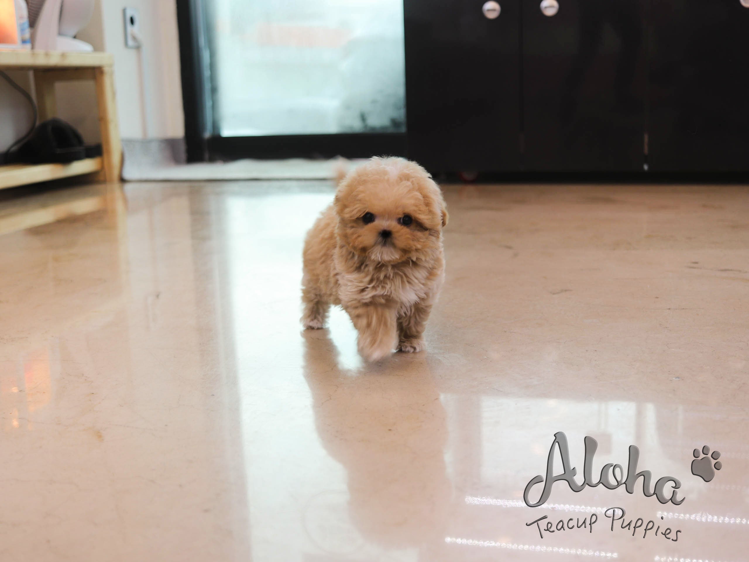 Butter [TEACUP MALTIPOO]