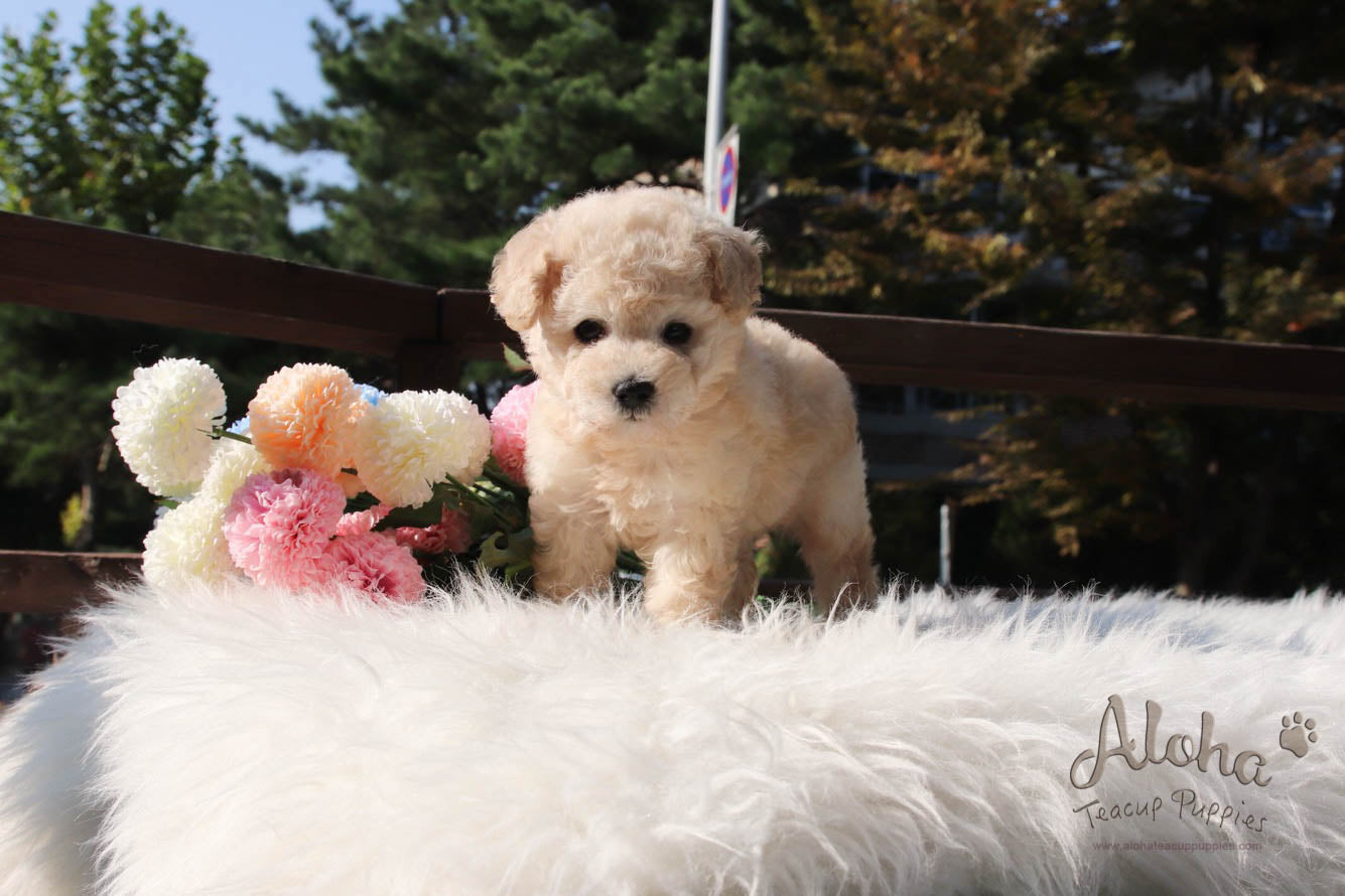 Cheese - [Poodle]