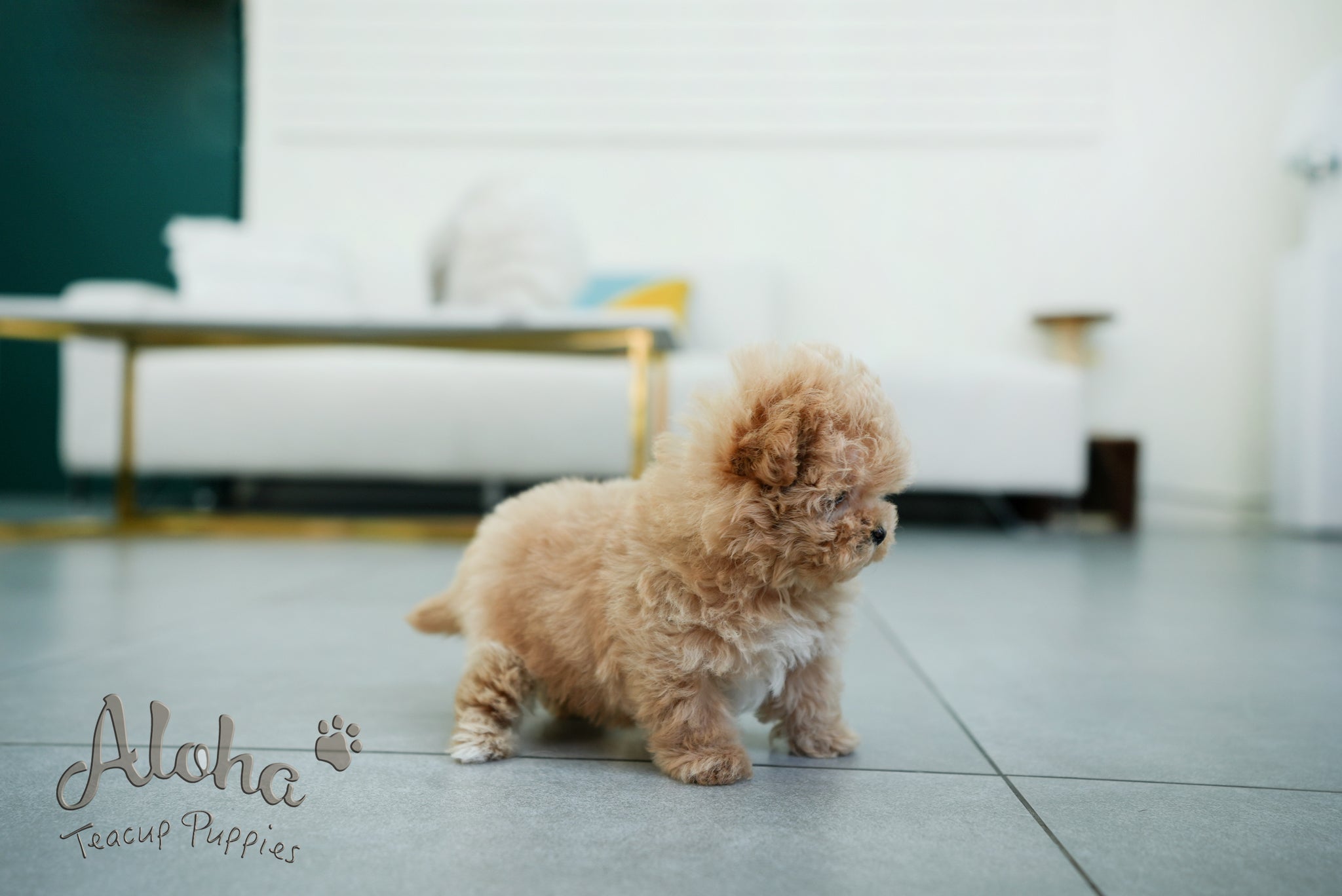 Margo [TEACUP MALTIPOO]